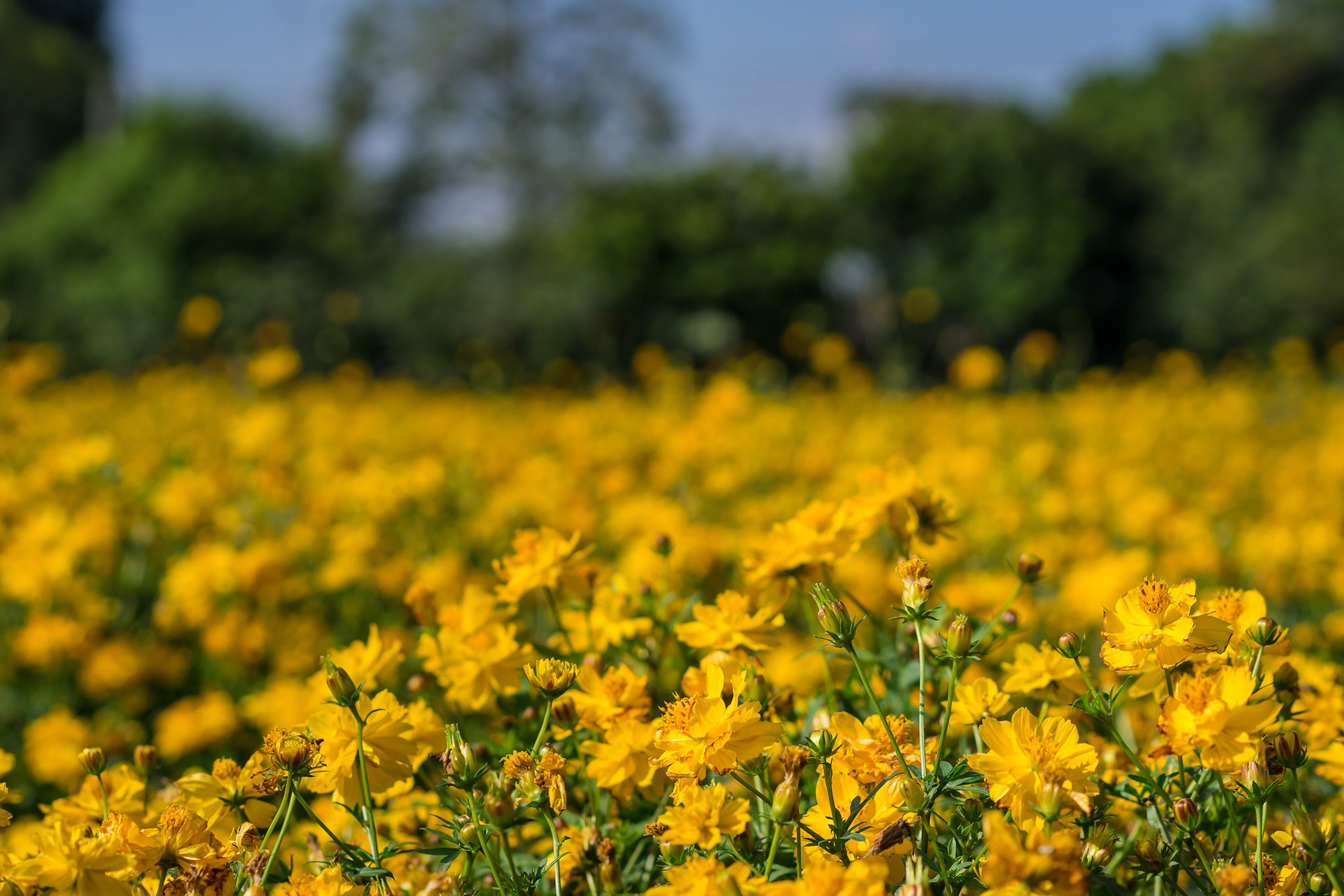 Flower fields at Taichung