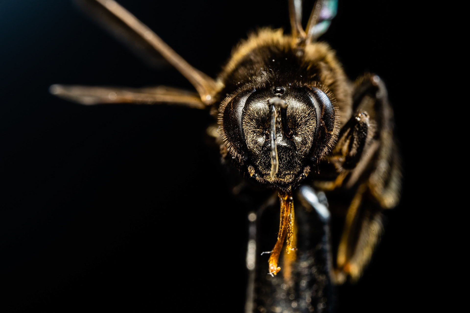 Honey bee