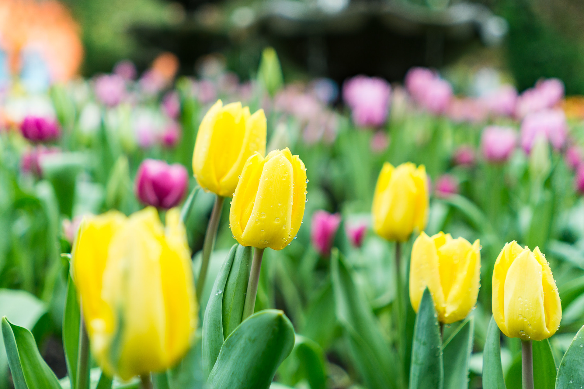 Tulip Mania 2016