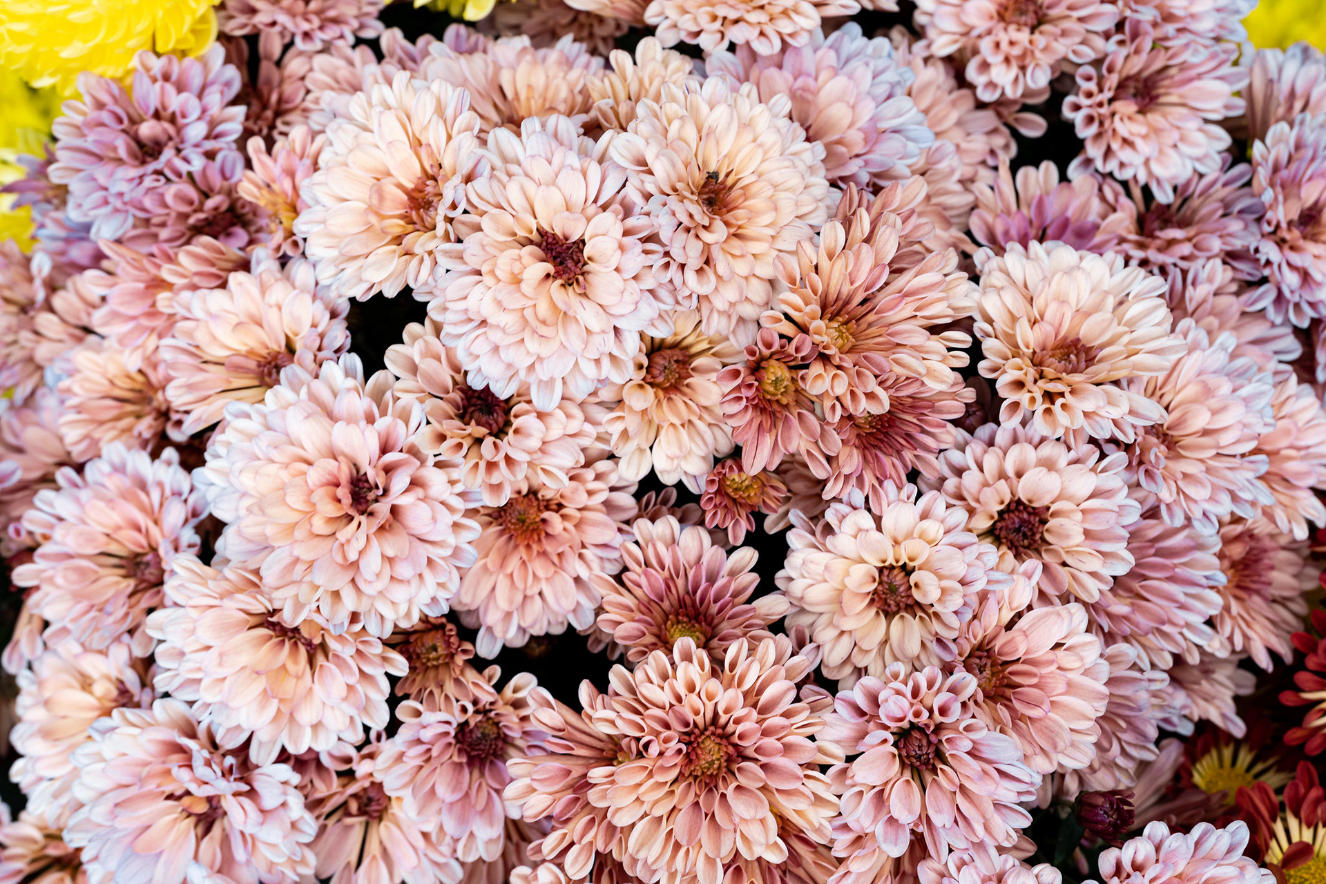 Dahlia Dreams 2021