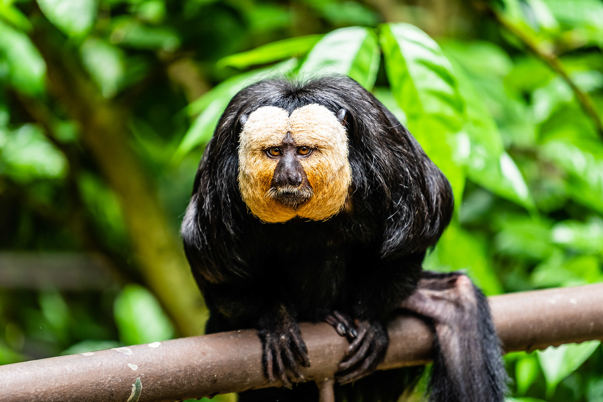White-Faced Saki Monkey, Singapore Zoo