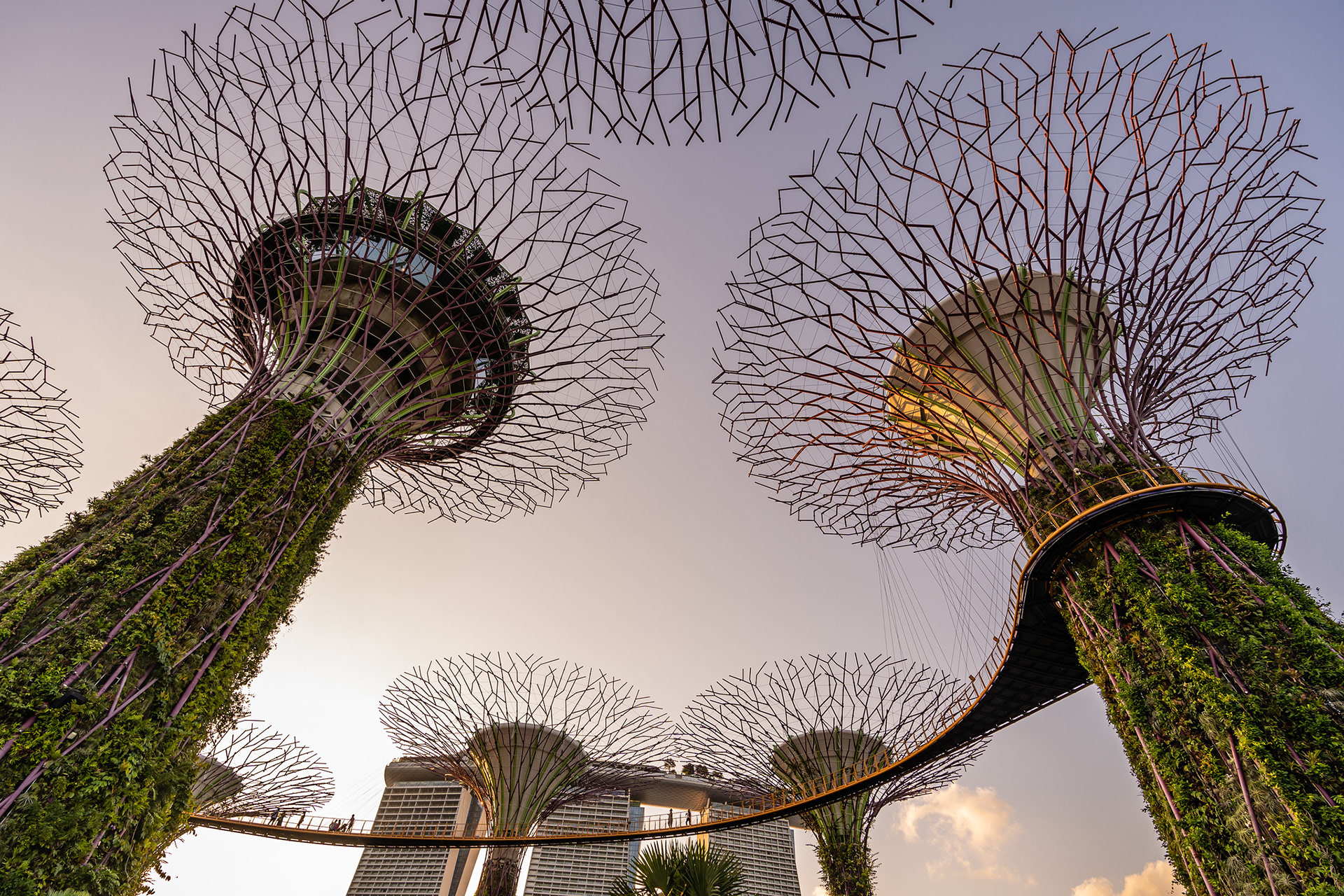 Super Tree Grove