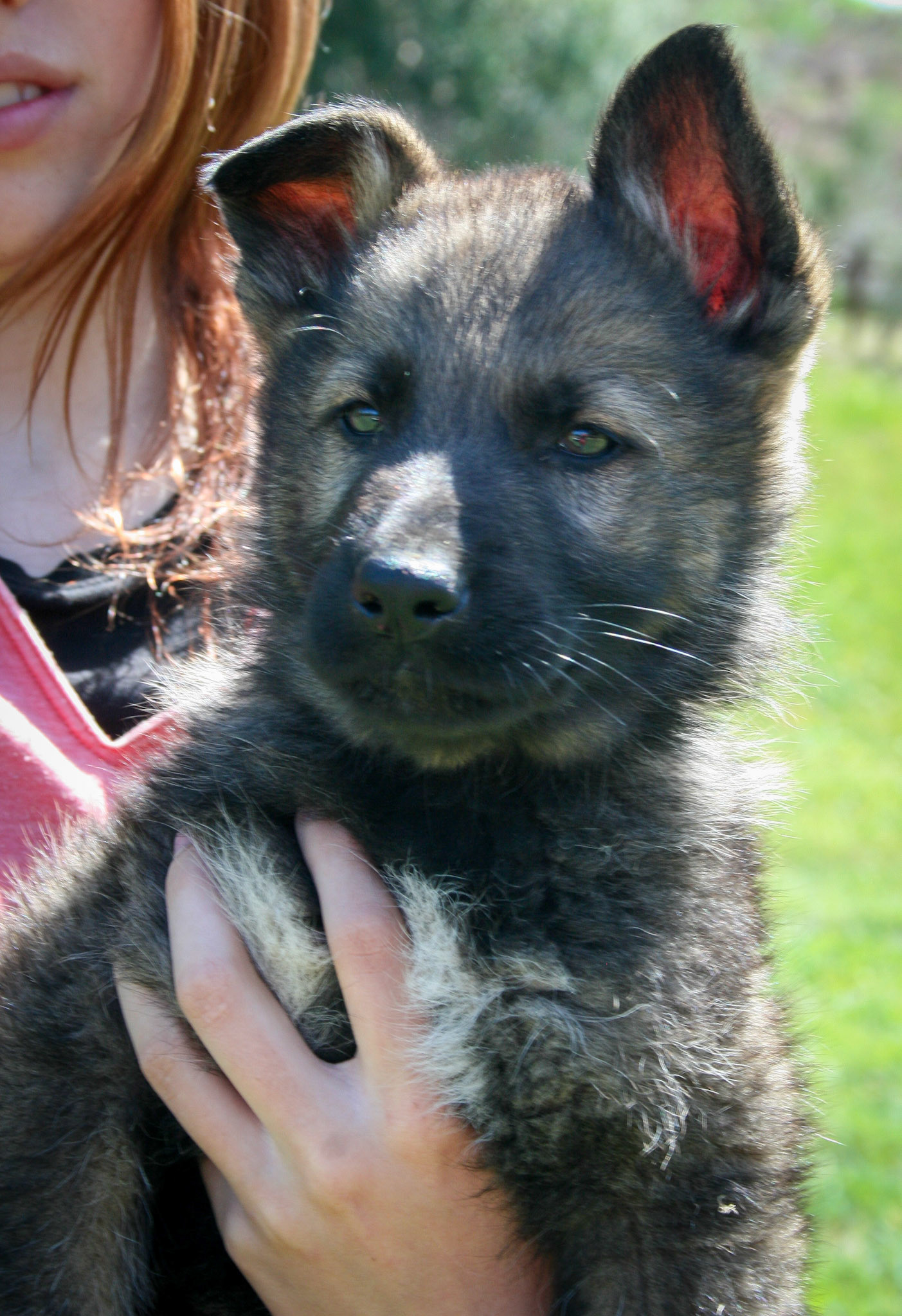 Black Collar Male 8 Weeks Old