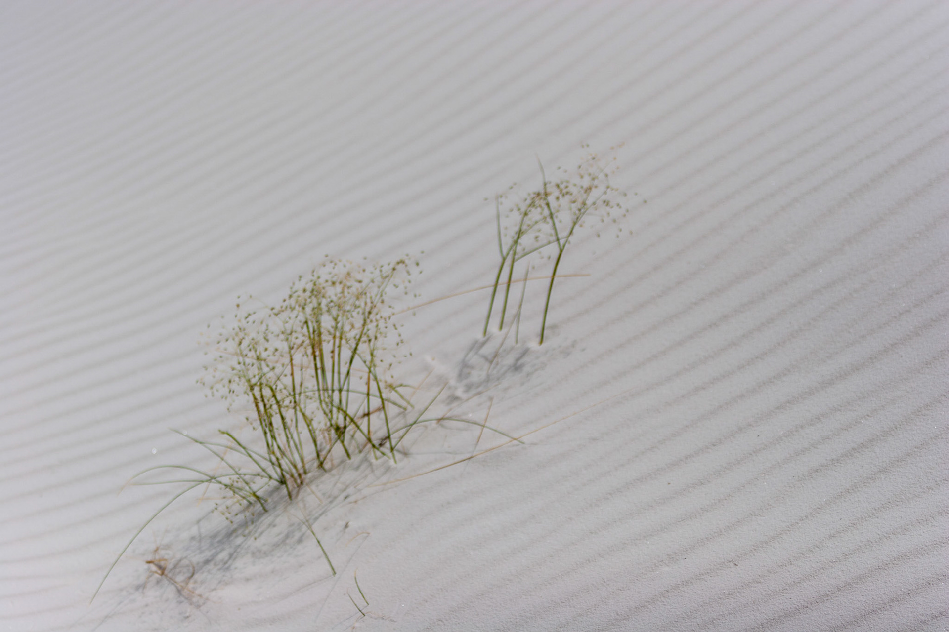 White Sands National Monument, New Mexico. Rising from the heart of the Tularosa Basin is one of the world's great natural wonders - the glistening white sands of New Mexico. Great wave-like dunes of gypsum sand have engulfed 275 square miles of desert, creating the world's largest gypsum dunefield. White Sands National Monument preserves a major portion of this unique dunefield, along with the plants and animals that live here.