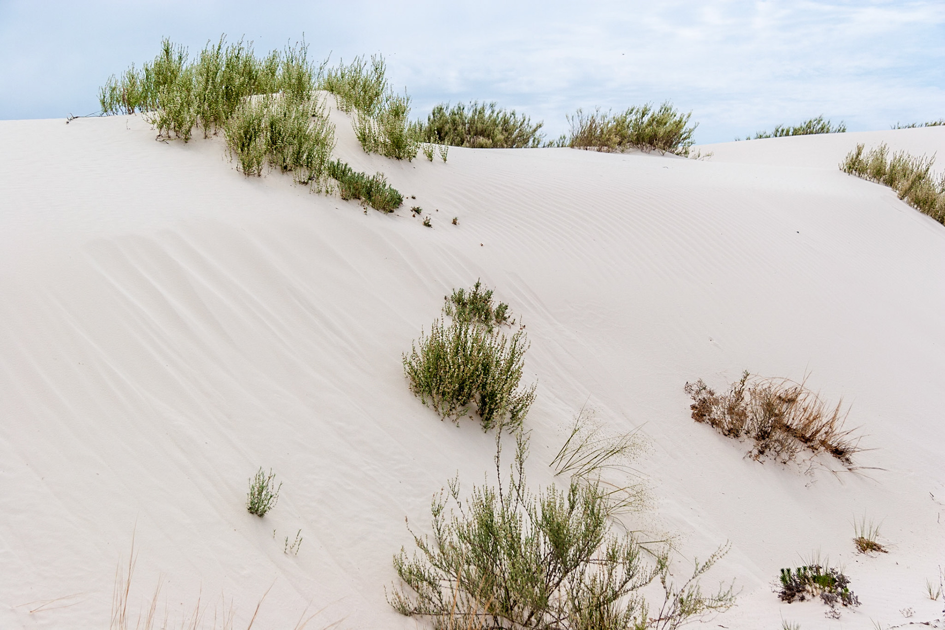 White Sands National Monument, New Mexico. Rising from the heart of the Tularosa Basin is one of the world's great natural wonders - the glistening white sands of New Mexico. Great wave-like dunes of gypsum sand have engulfed 275 square miles of desert, creating the world's largest gypsum dunefield. White Sands National Monument preserves a major portion of this unique dunefield, along with the plants and animals that live here.