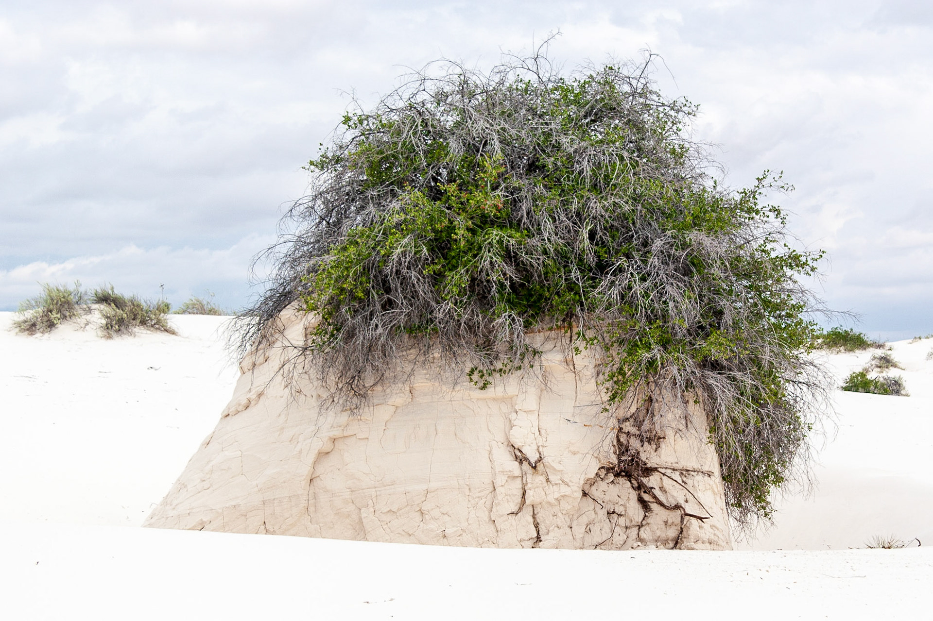 White Sands National Monument, New Mexico. Rising from the heart of the Tularosa Basin is one of the world's great natural wonders - the glistening white sands of New Mexico. Great wave-like dunes of gypsum sand have engulfed 275 square miles of desert, creating the world's largest gypsum dunefield. White Sands National Monument preserves a major portion of this unique dunefield, along with the plants and animals that live here.