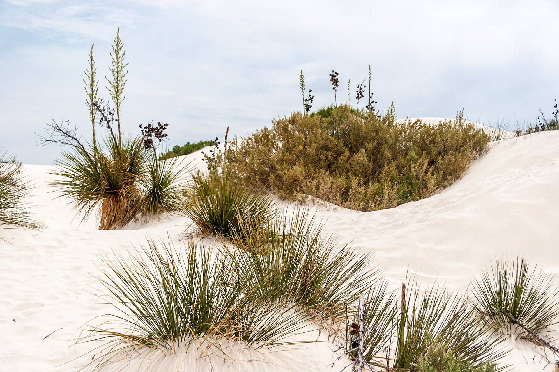 White Sands National Monument, New Mexico. Rising from the heart of the Tularosa Basin is one of the world's great natural wonders - the glistening white sands of New Mexico. Great wave-like dunes of gypsum sand have engulfed 275 square miles of desert, creating the world's largest gypsum dunefield. White Sands National Monument preserves a major portion of this unique dunefield, along with the plants and animals that live here.