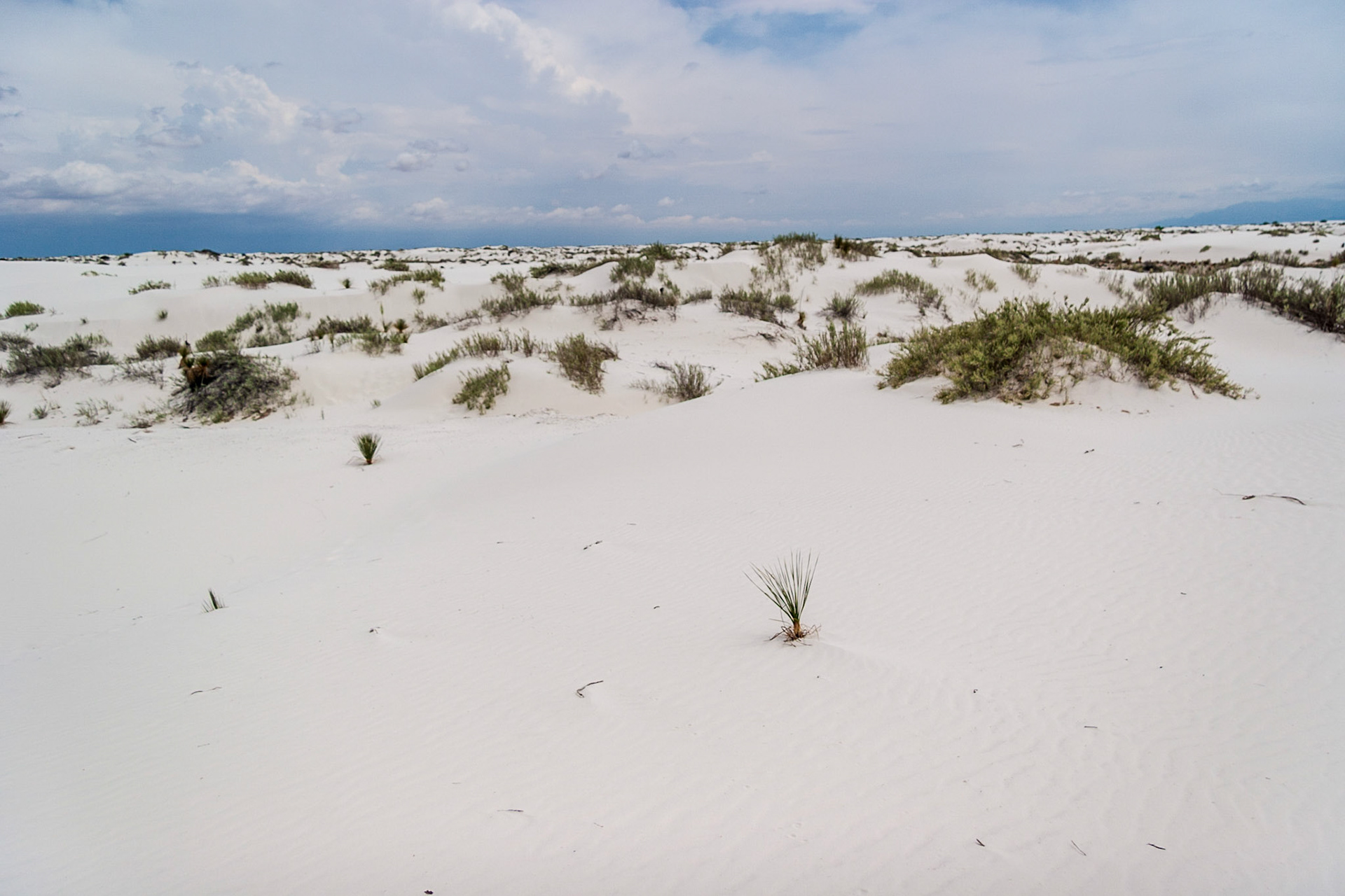 White Sands National Monument, New Mexico. Rising from the heart of the Tularosa Basin is one of the world's great natural wonders - the glistening white sands of New Mexico. Great wave-like dunes of gypsum sand have engulfed 275 square miles of desert, creating the world's largest gypsum dunefield. White Sands National Monument preserves a major portion of this unique dunefield, along with the plants and animals that live here.