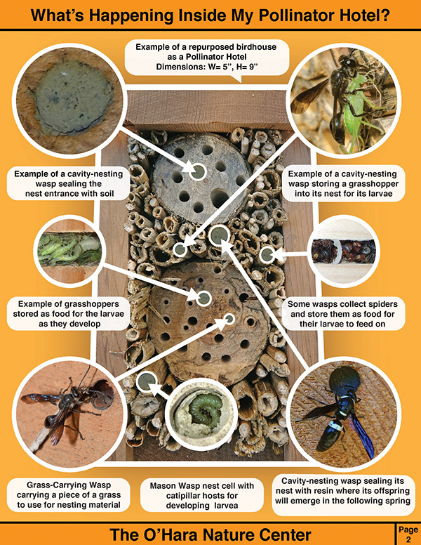 CJ Reilly III CavityNesting Wasp Educational Material