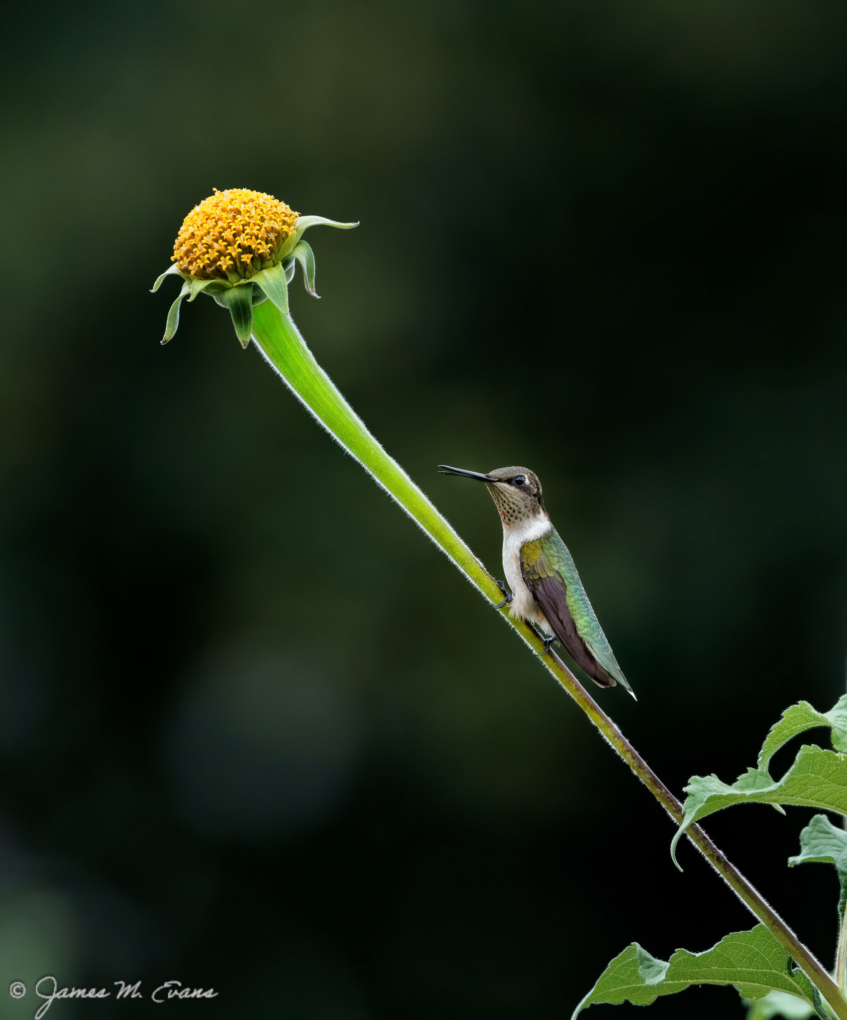 Resting - Hummingbird at Frelinghuysen Arboretum. https://www.arboretumfriends.org/