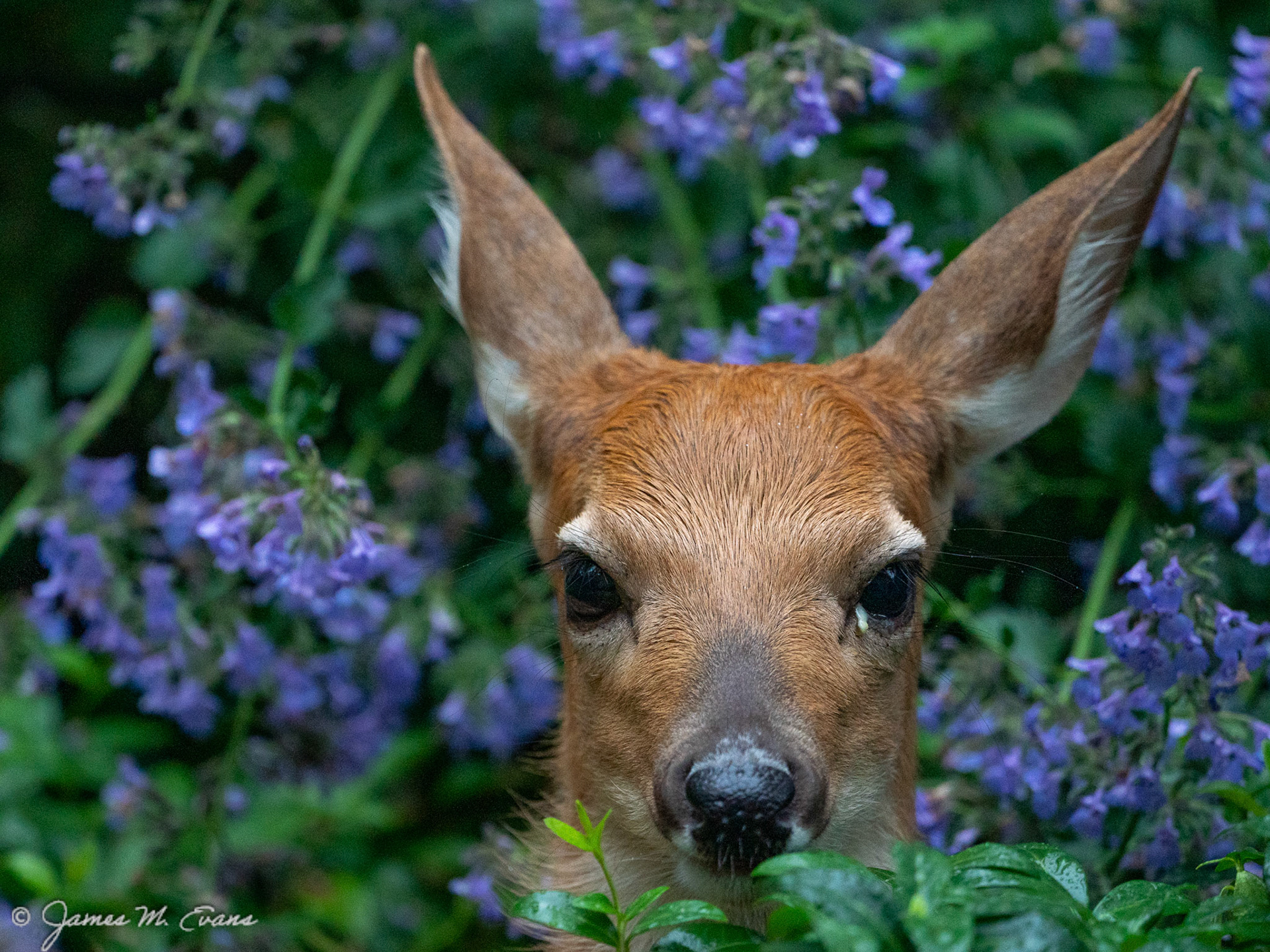 Hideout - Fawn resting in the catmint in our garden in NJ