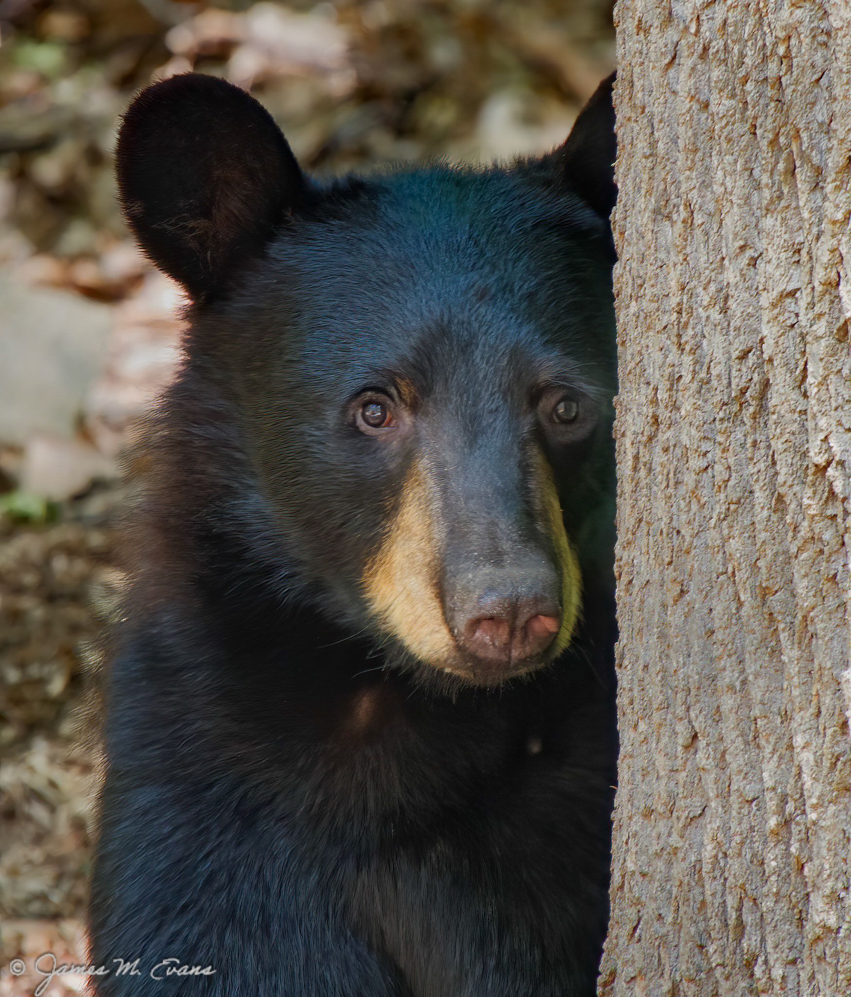 Shy visitor - Young black bear that wandered into our backyard in our home in New Jersey