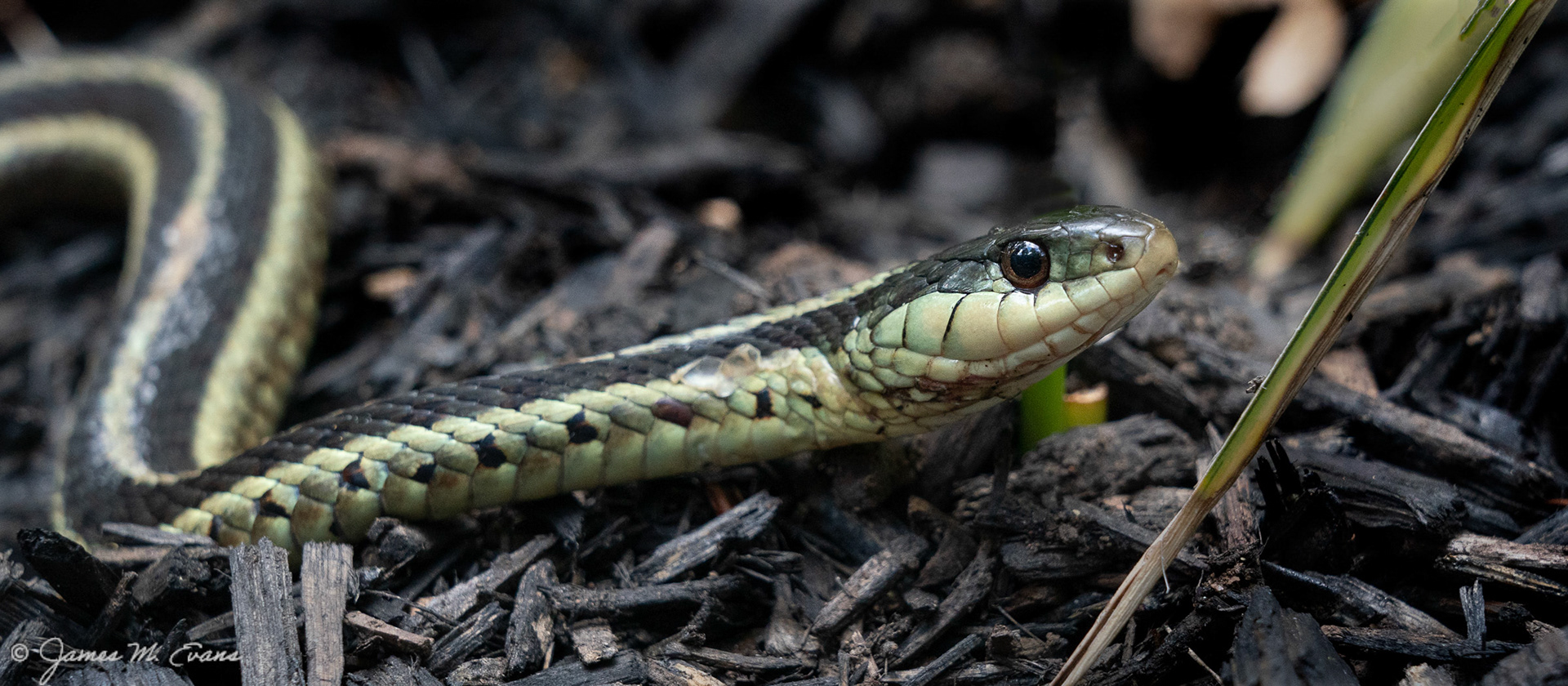 Sliding along - Garter snake in our garden in NJ