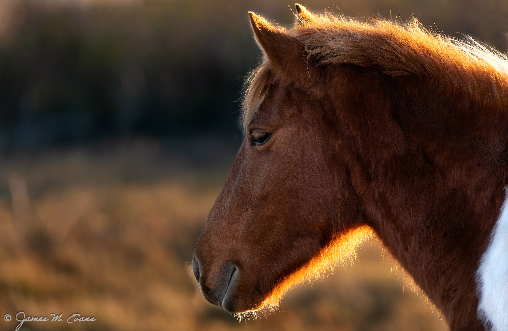 Sunset portrait - Assateague Ponies on Assateague Island, VA