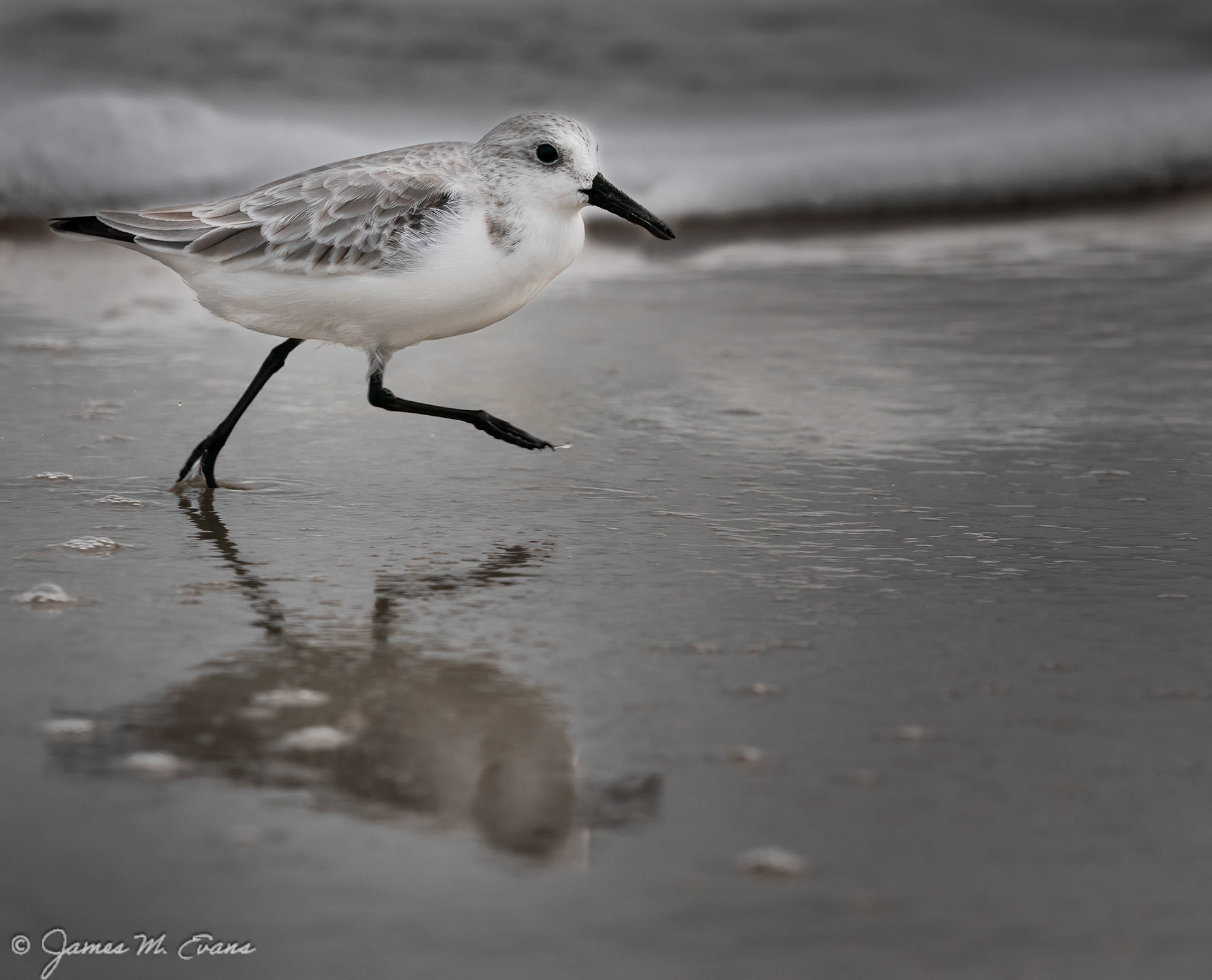 On the run 2 - Sanderling running in the surf at Assateague Island National Seashore in VA