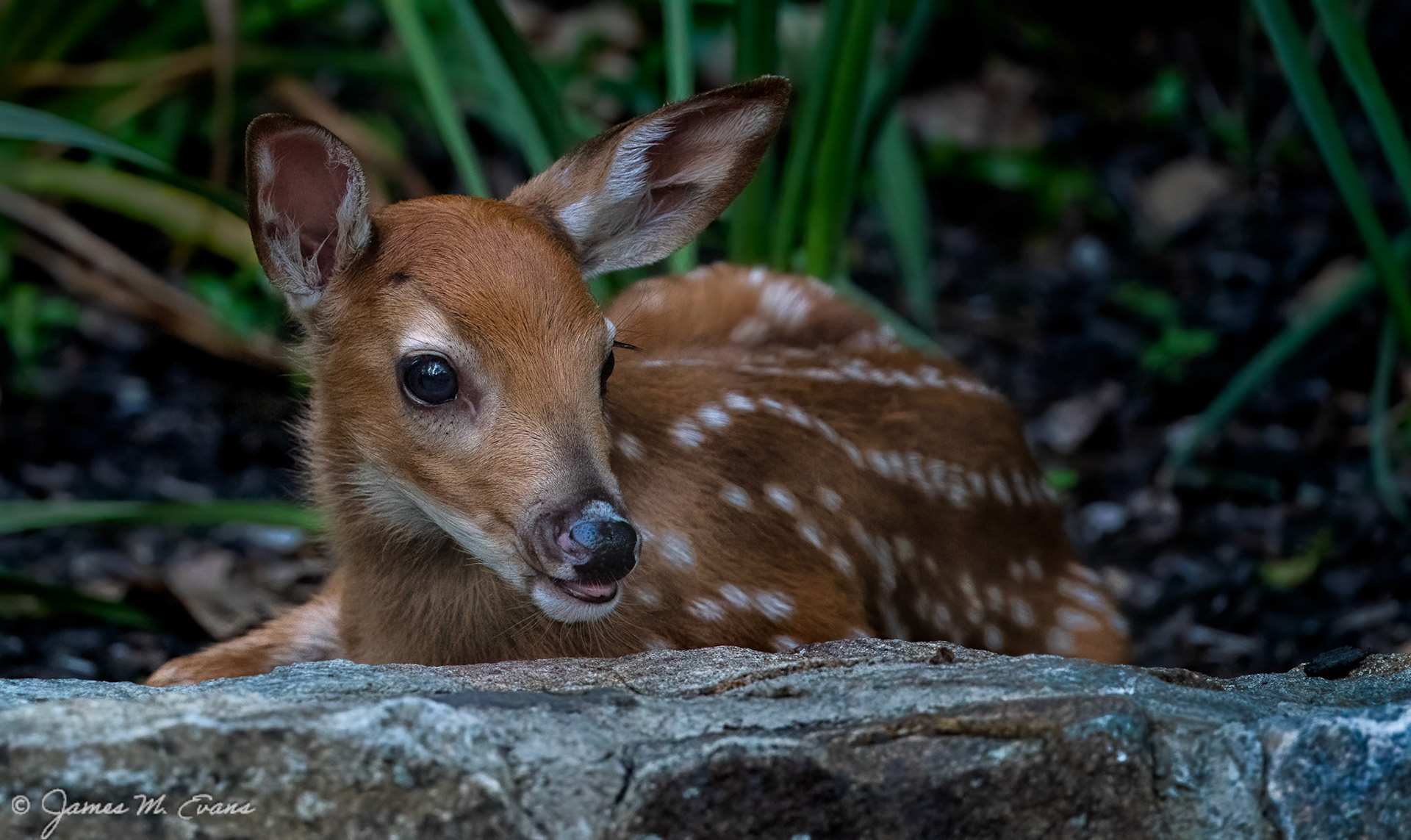 Surprise portrait - Fawn resting on the wall in our garden in NJ