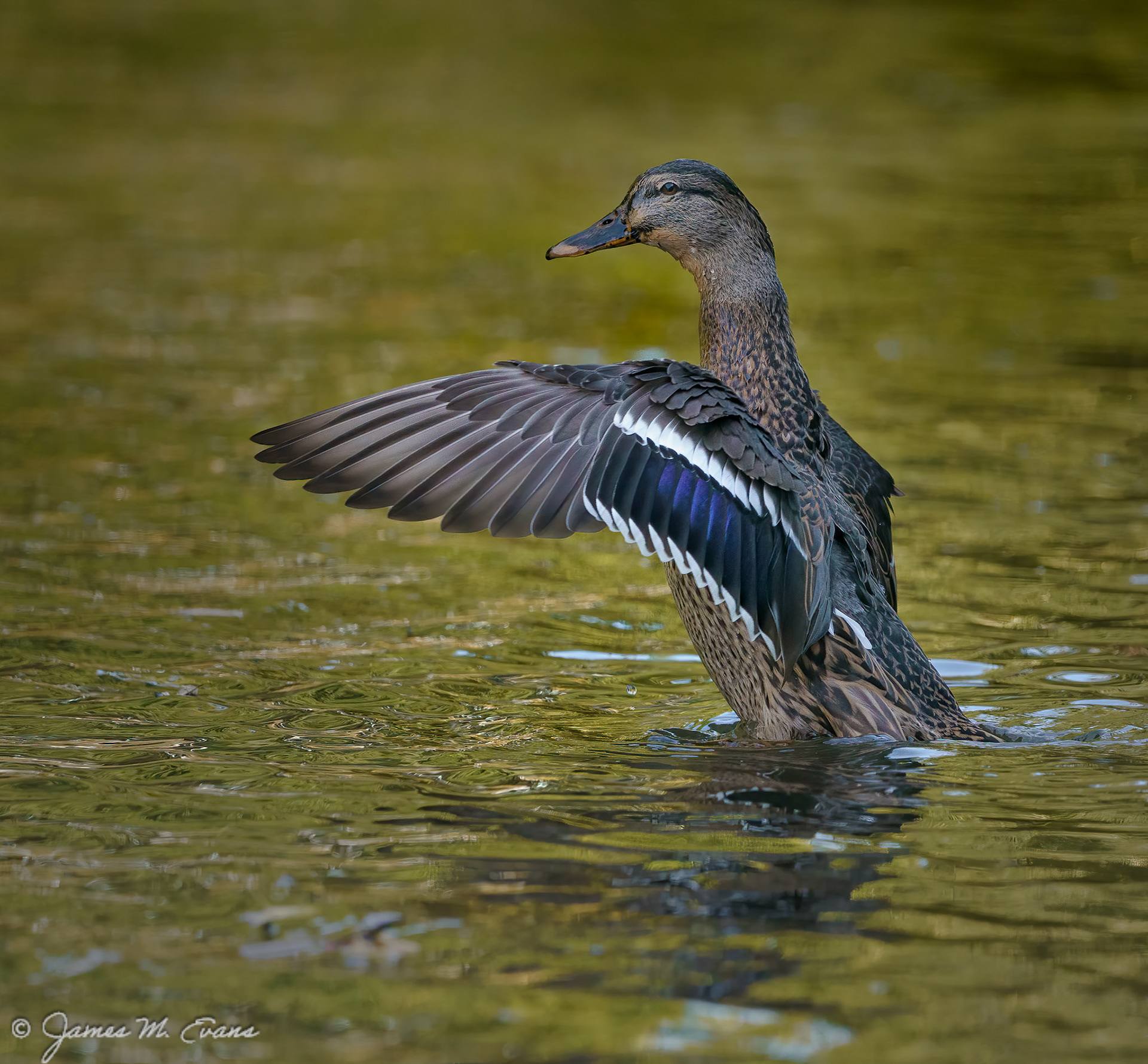 Mallard Flap (Female) - Mallard female cleaning at Echo Lake Park in Springfield, NJ