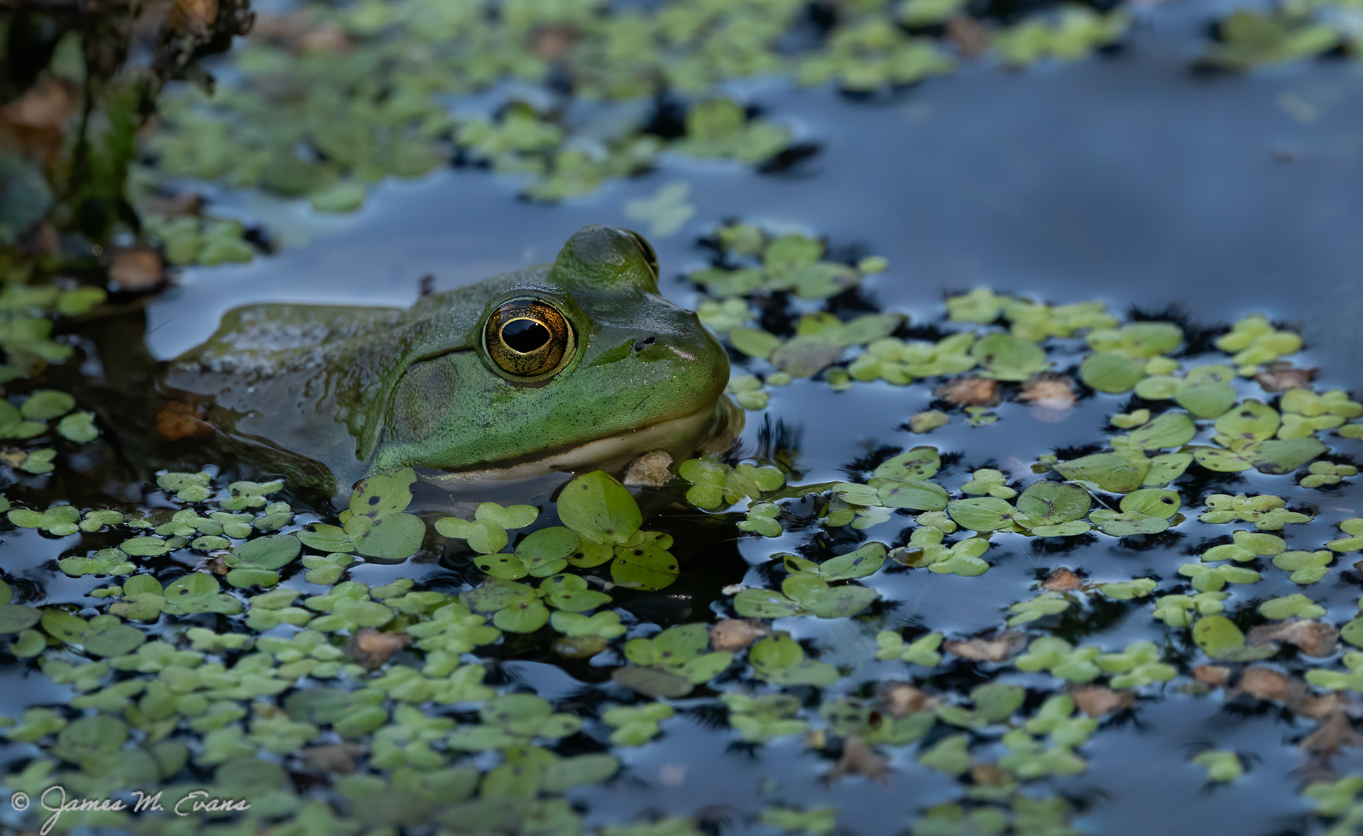 Waiting and watching - Frog at South Mountain Reservation in NJ