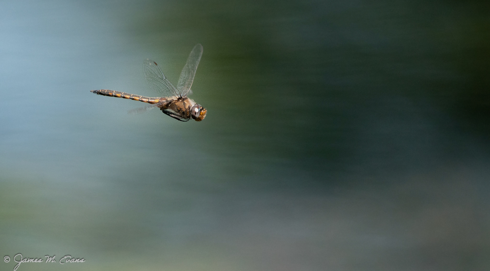 Zoom - Dragonfly in flight as South Mountain Reservation in NJ
