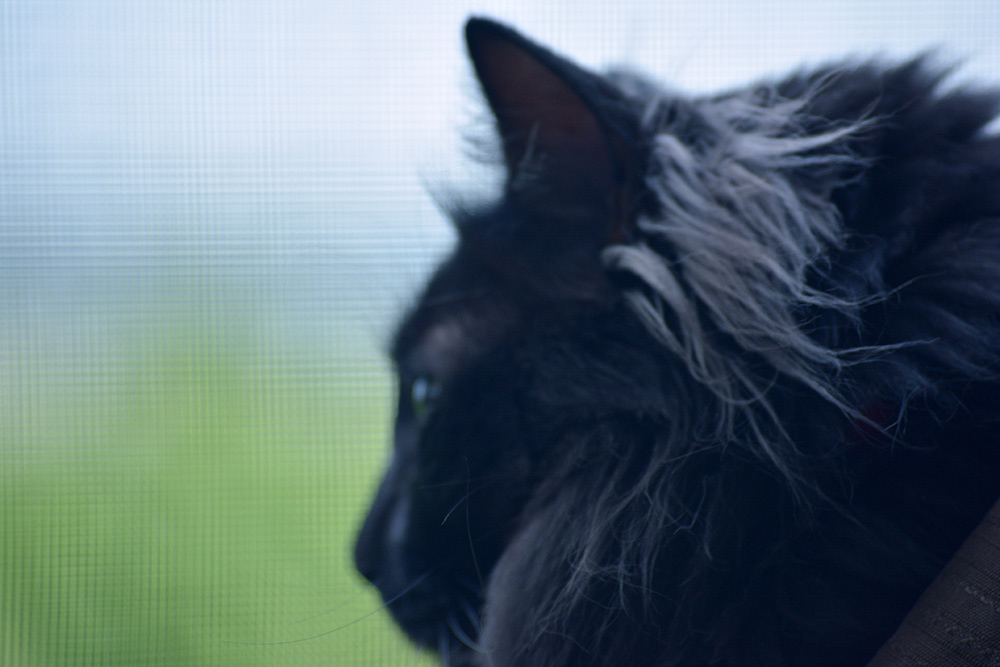 Shadow the Wild Hunter Kitty