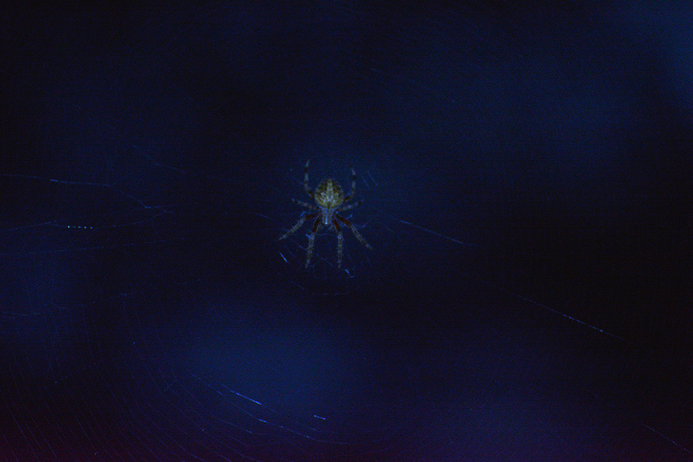 Orb Weaver at Night
