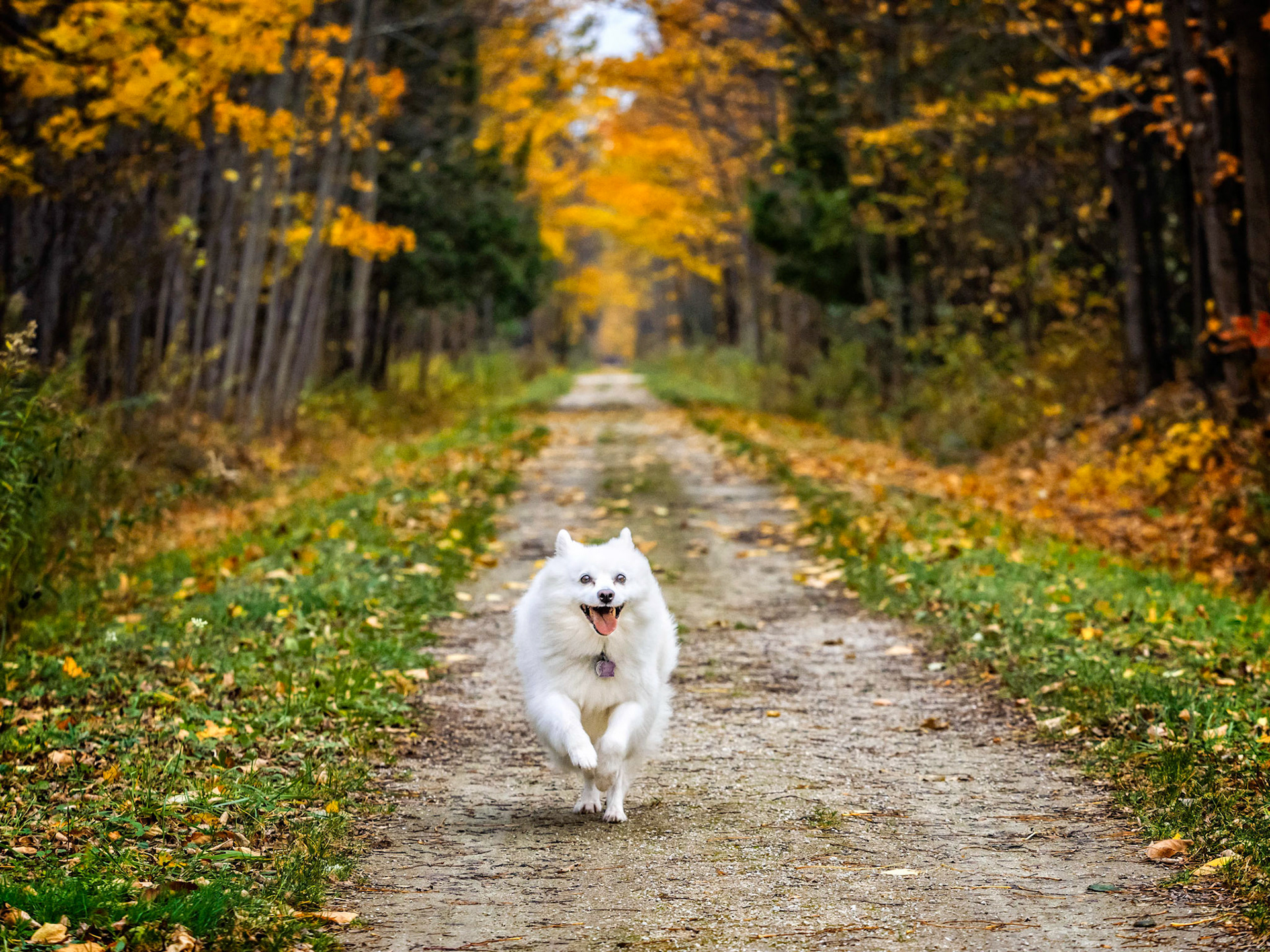 Trail Run