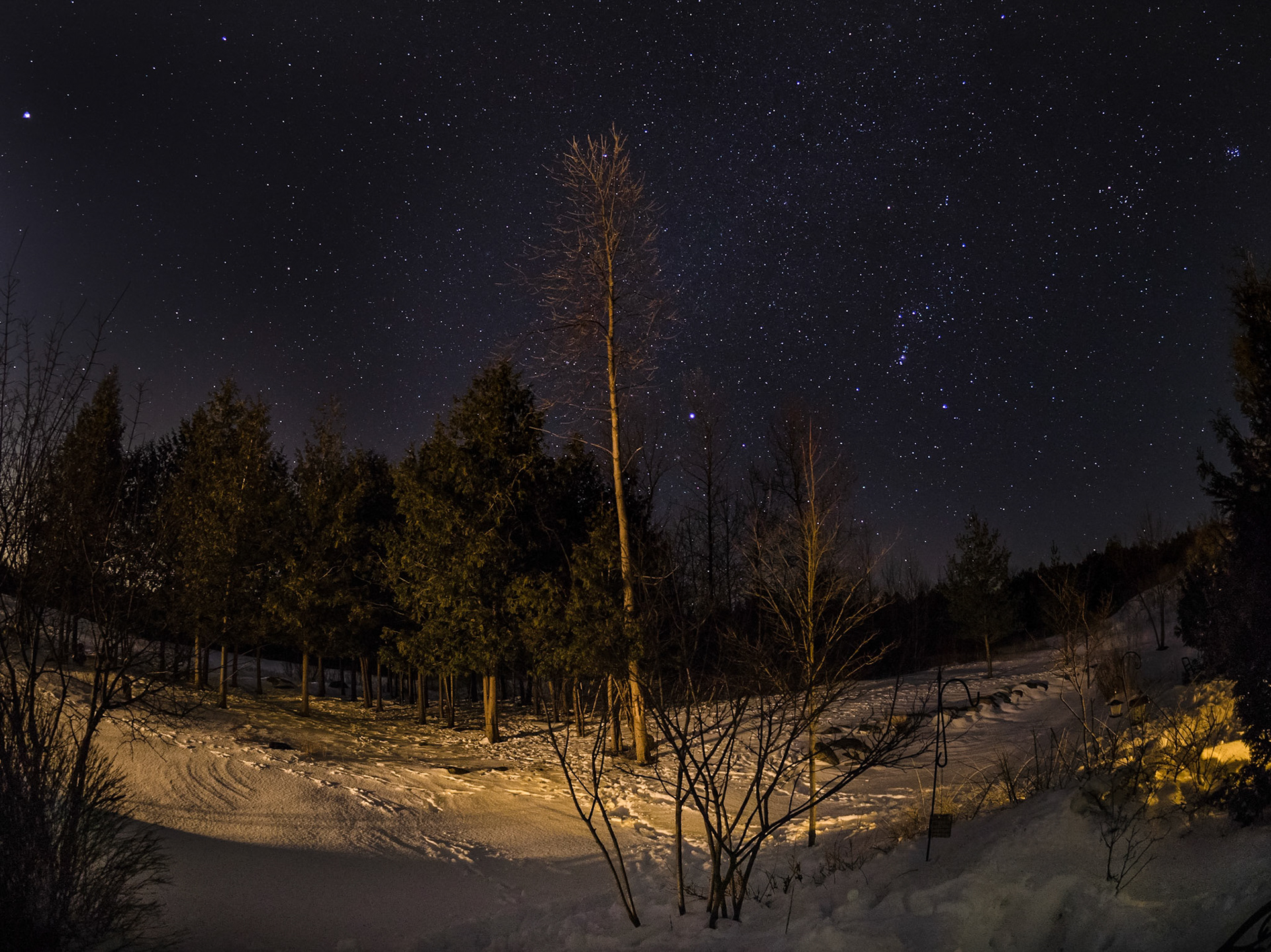 Starry Backyard