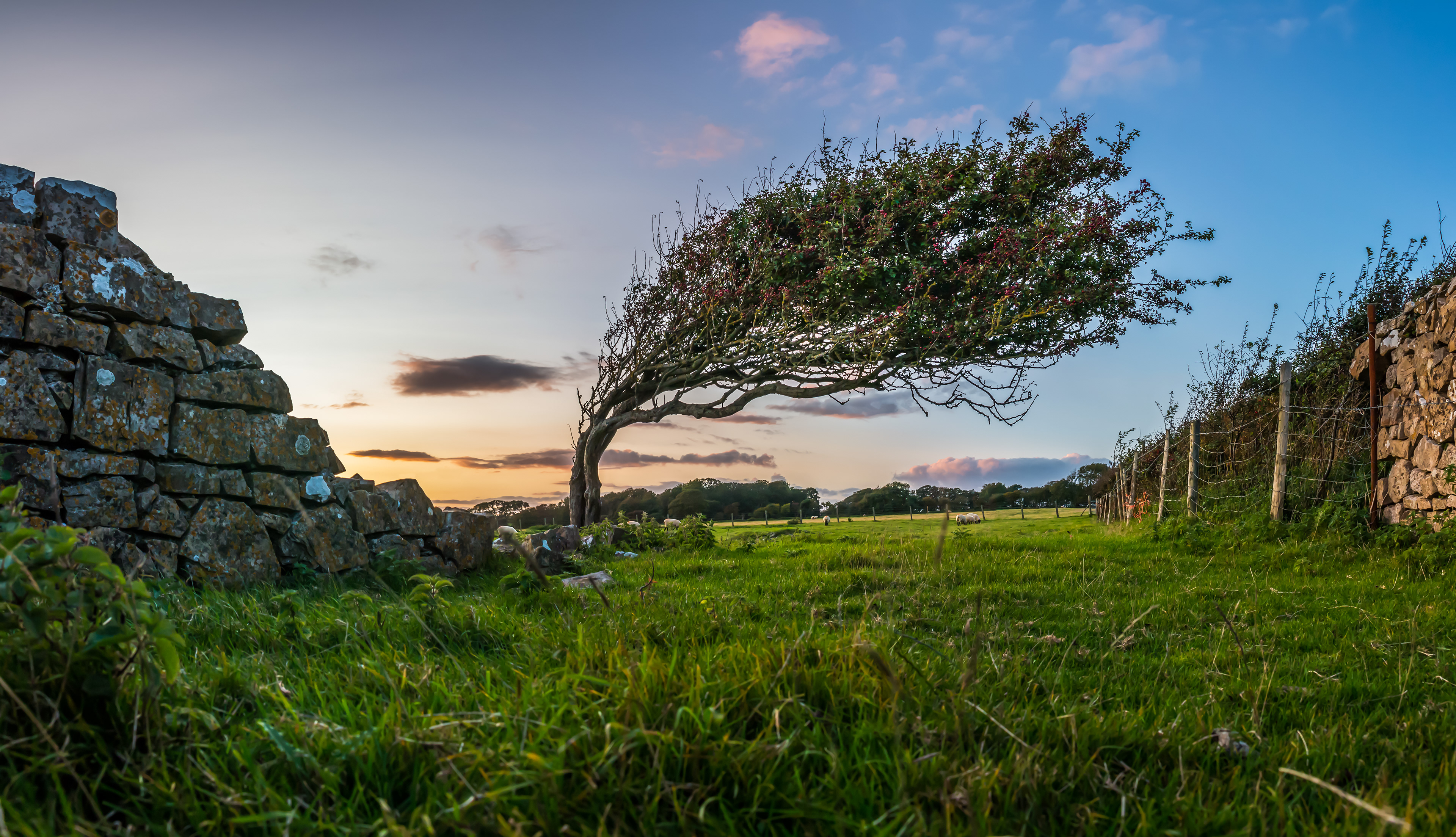 Llantwit Windswept Hawthorne