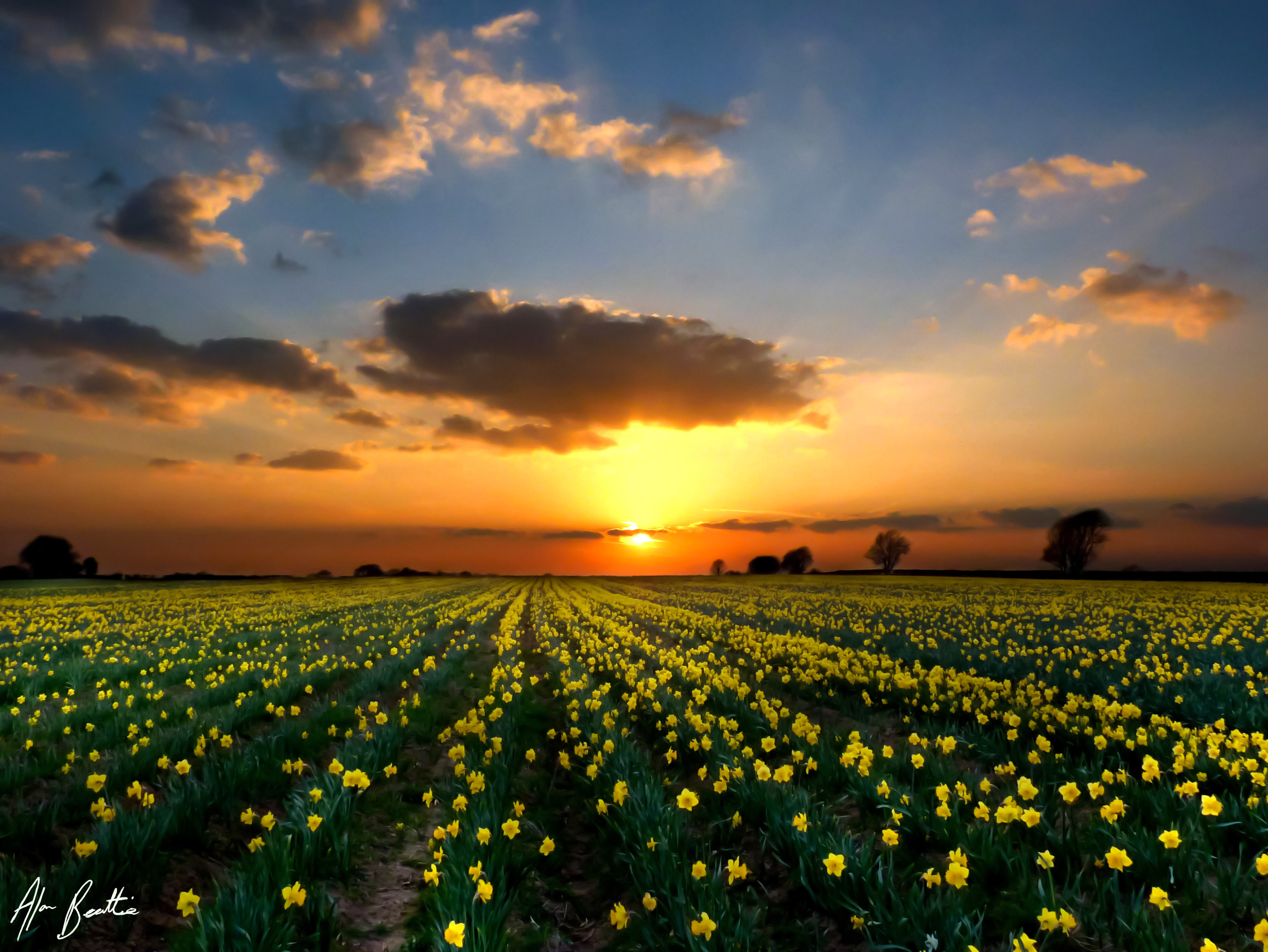 Pentre Mayrick Daffodils