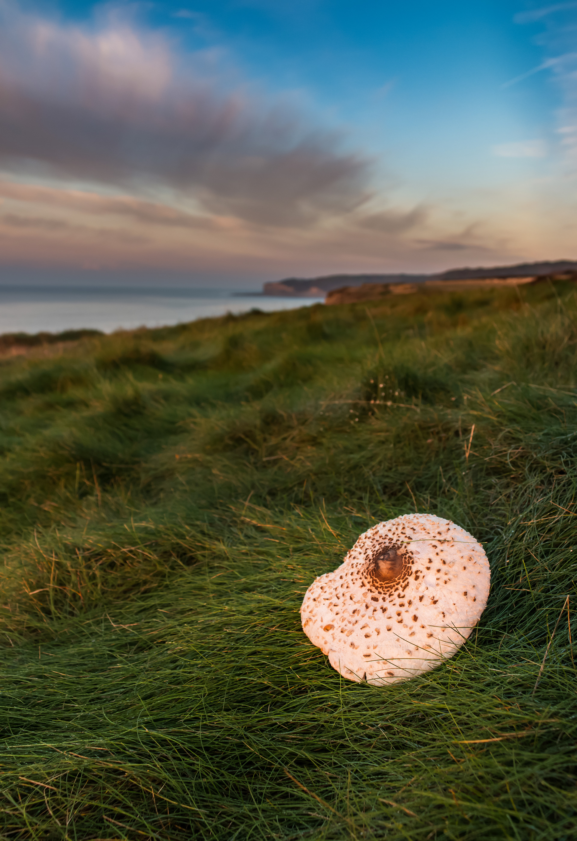Llantwit Mushroom