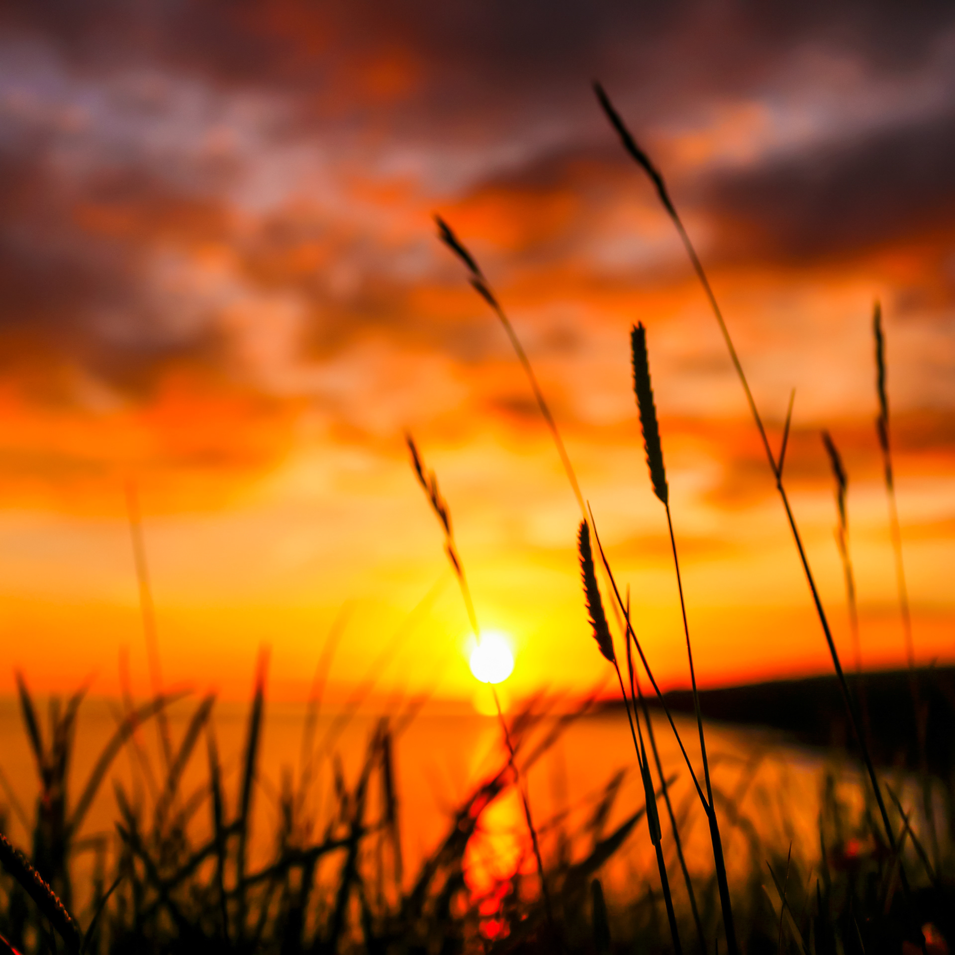 Southerndown Grass Sunset