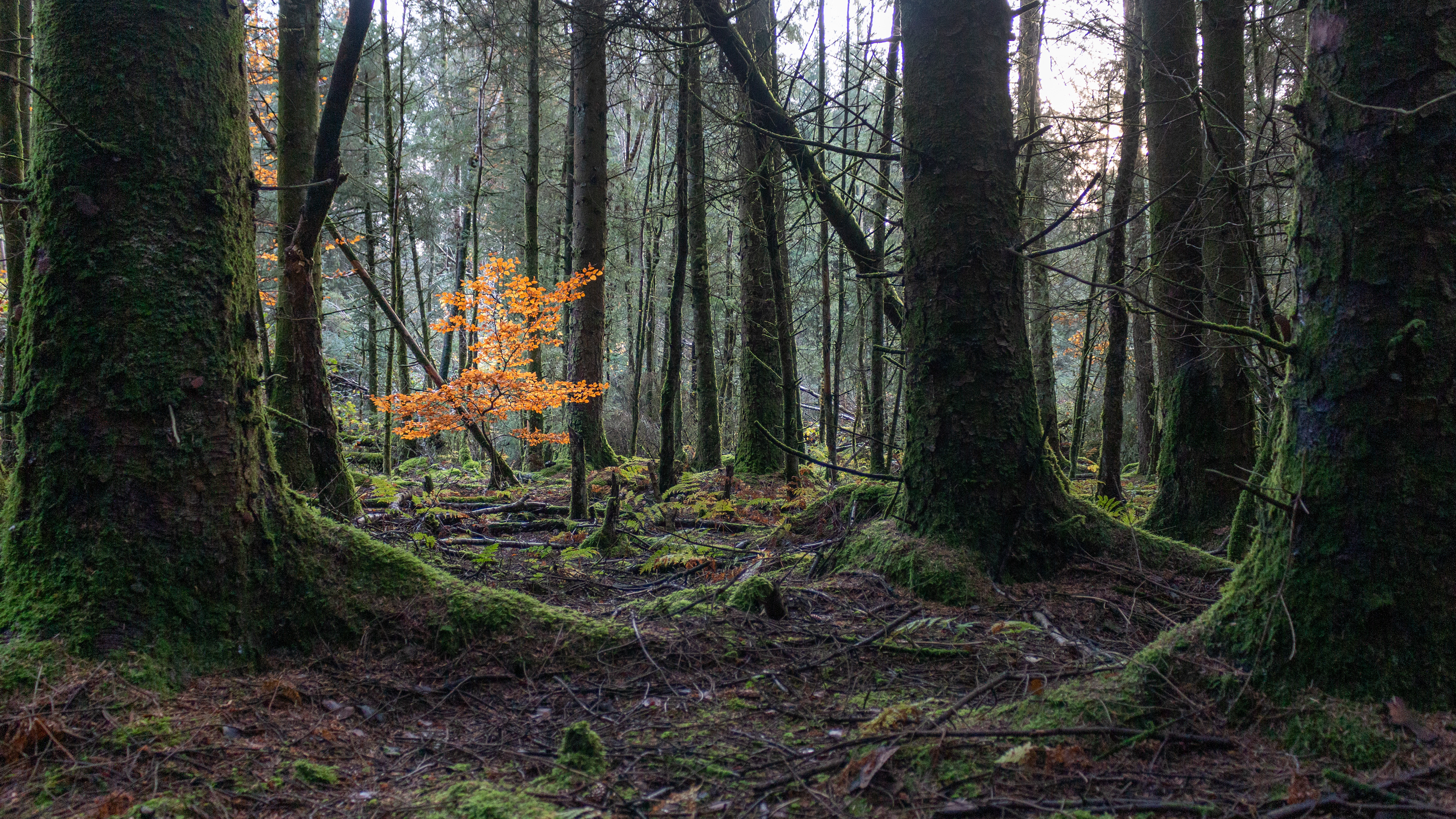 Hensol Beech Sapling 2