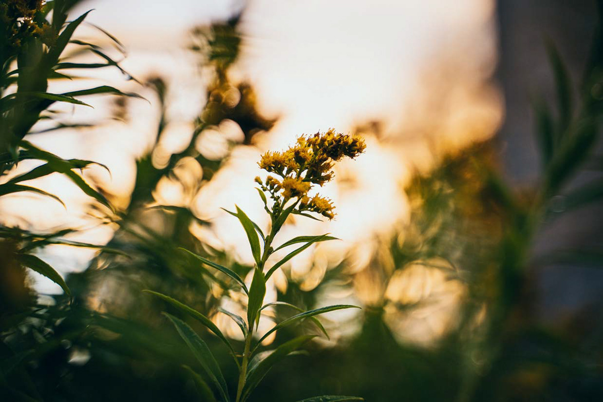 Photographie plante
