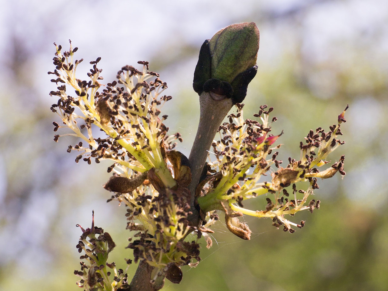 Gabriel Hemery Tree Photography