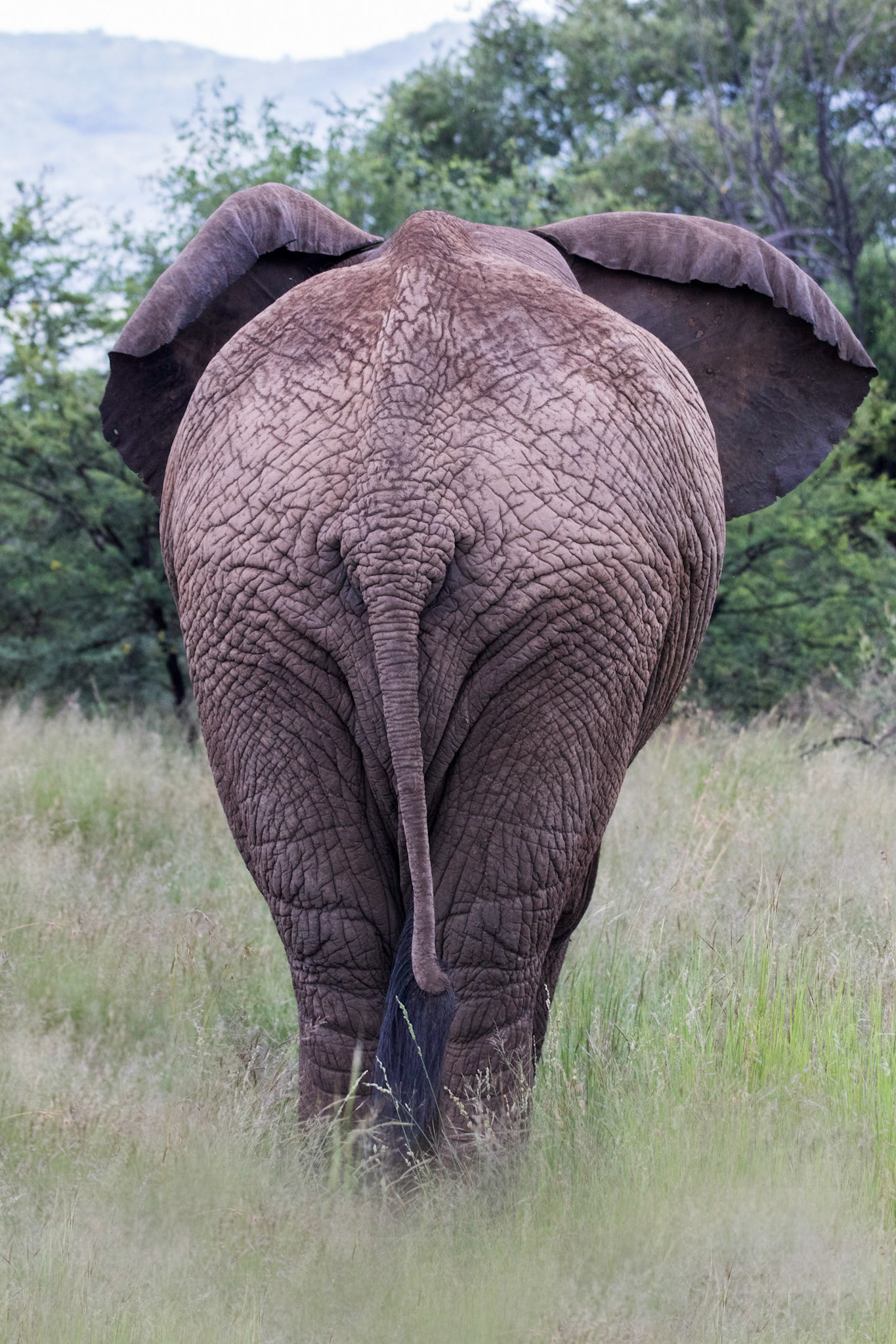 Afrique du Sud