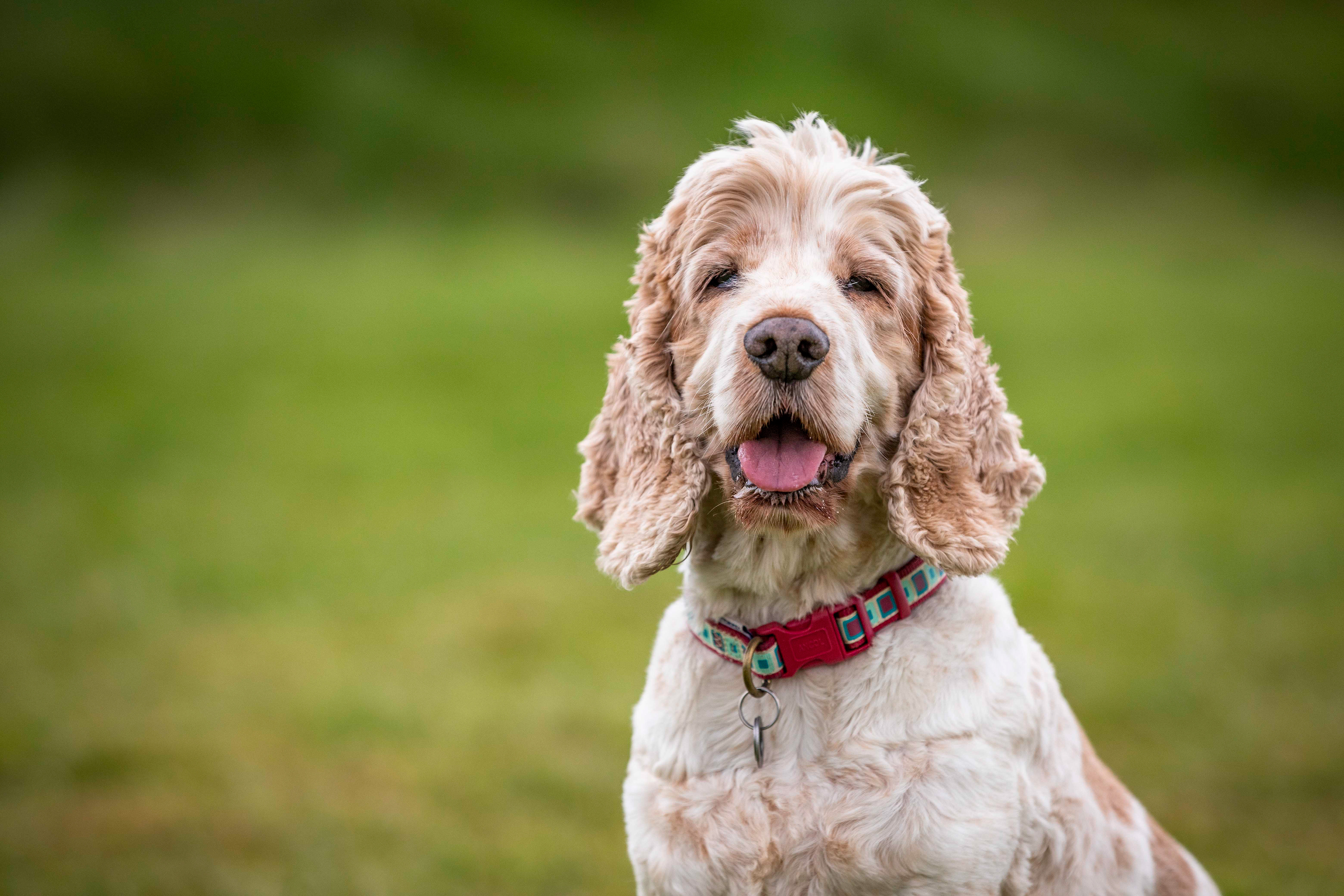 Cocker spaniel poses for the camera