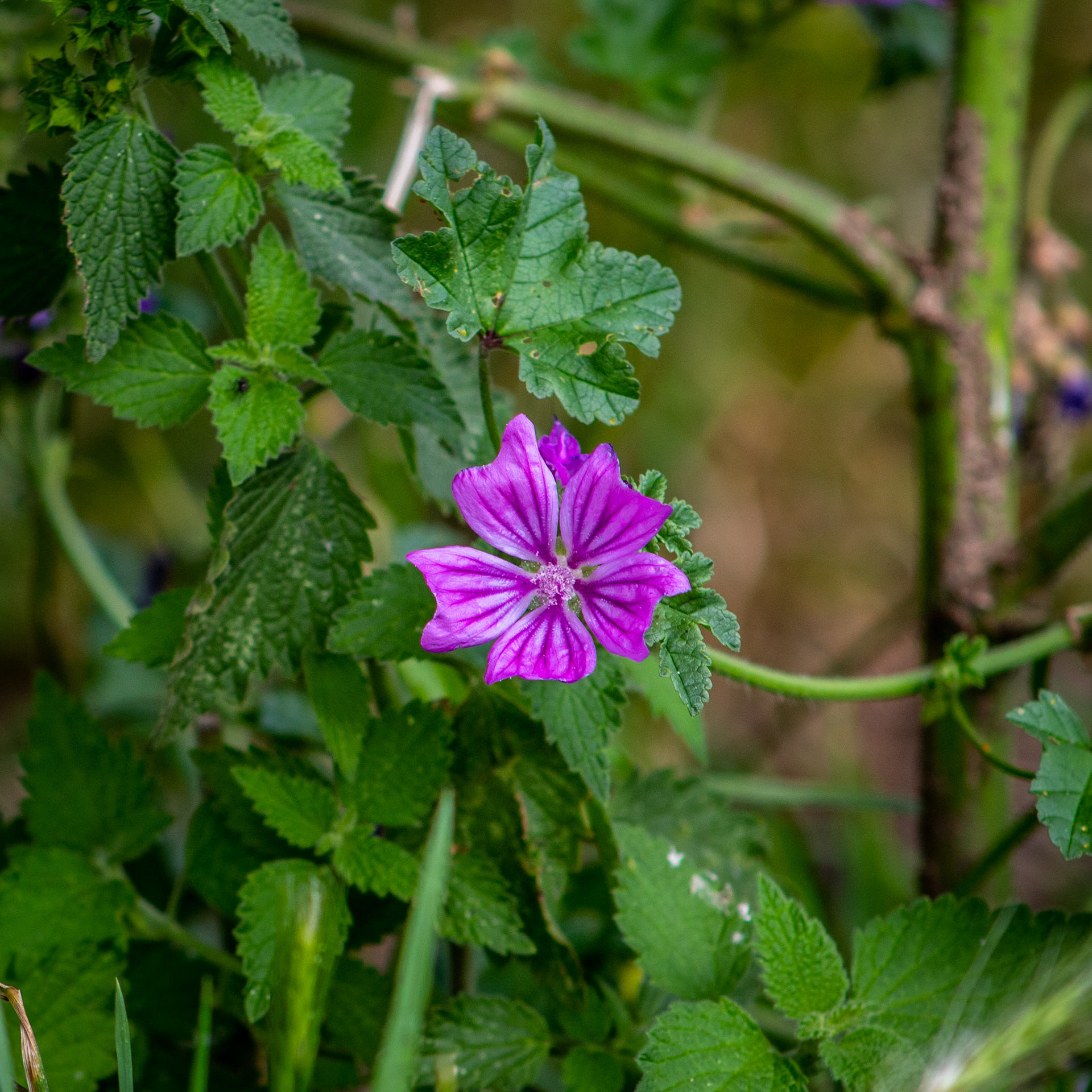 Purple 135mm