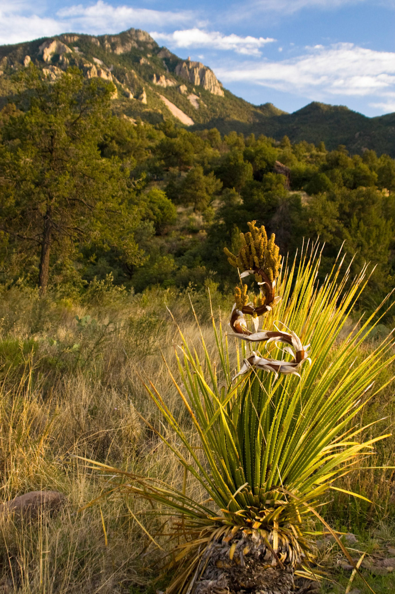 A bloom stalk of a sotol plant (Dasylirion leiophyllum) is strangely curly in the Chisos Basin at Big Bend National Park in Texas.