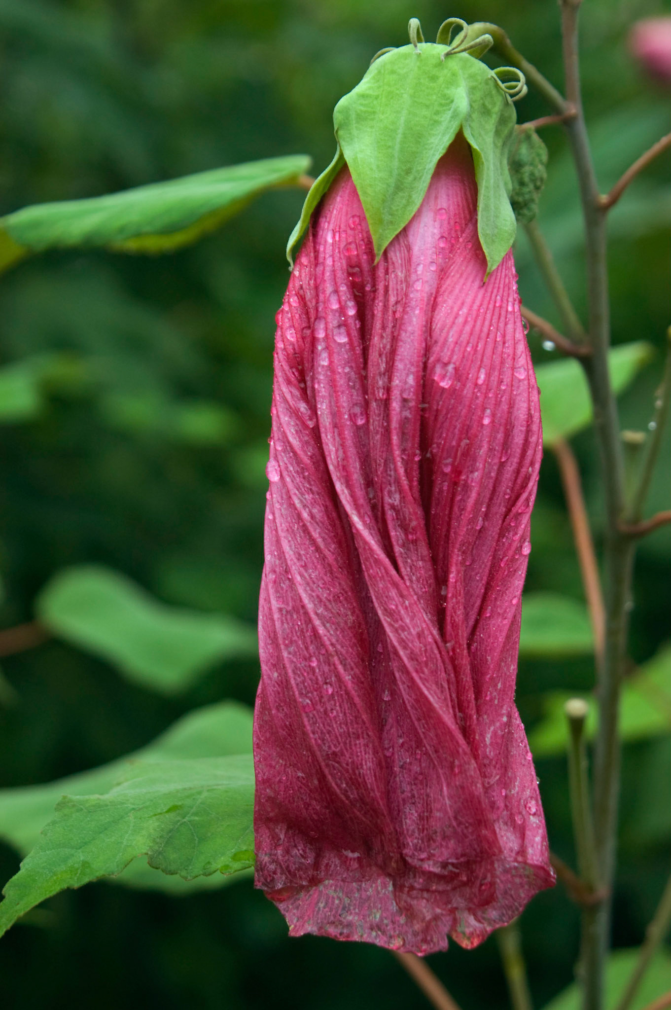 A spent hybrid hibiscus blossom droops in the rain at the San Antonio Botanical Garden in San Antonio Texas.