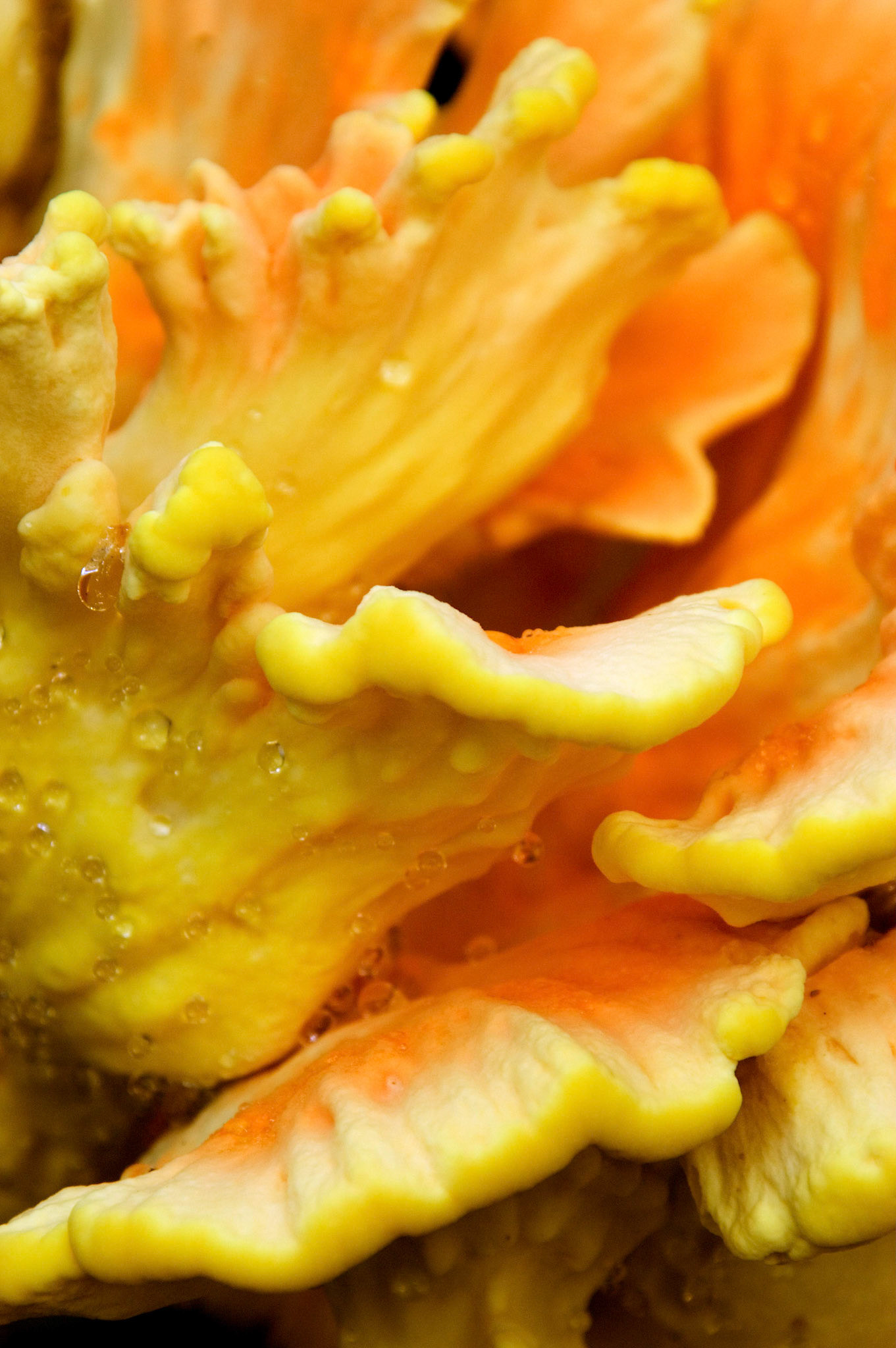 A close-up on a Sulphur Shelf or Chicken of the Woods fungus (Laetiporus sulphureus) growing on a stump at the Pickering Creek Audubon Nature Center near Easton Maryland.