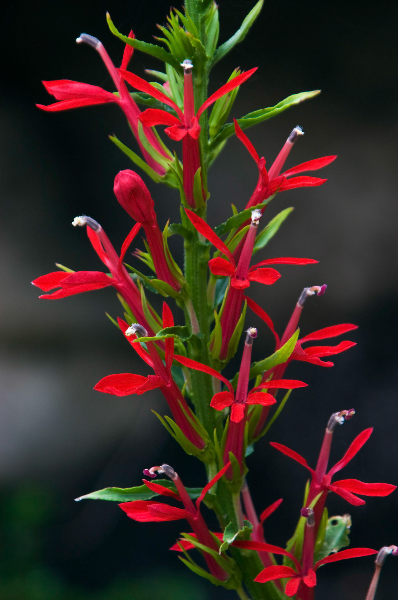 A cardinal flower (Lobelia cardinalis) blooms at the San Antonio Botanical Garden in San Antonio Texas.