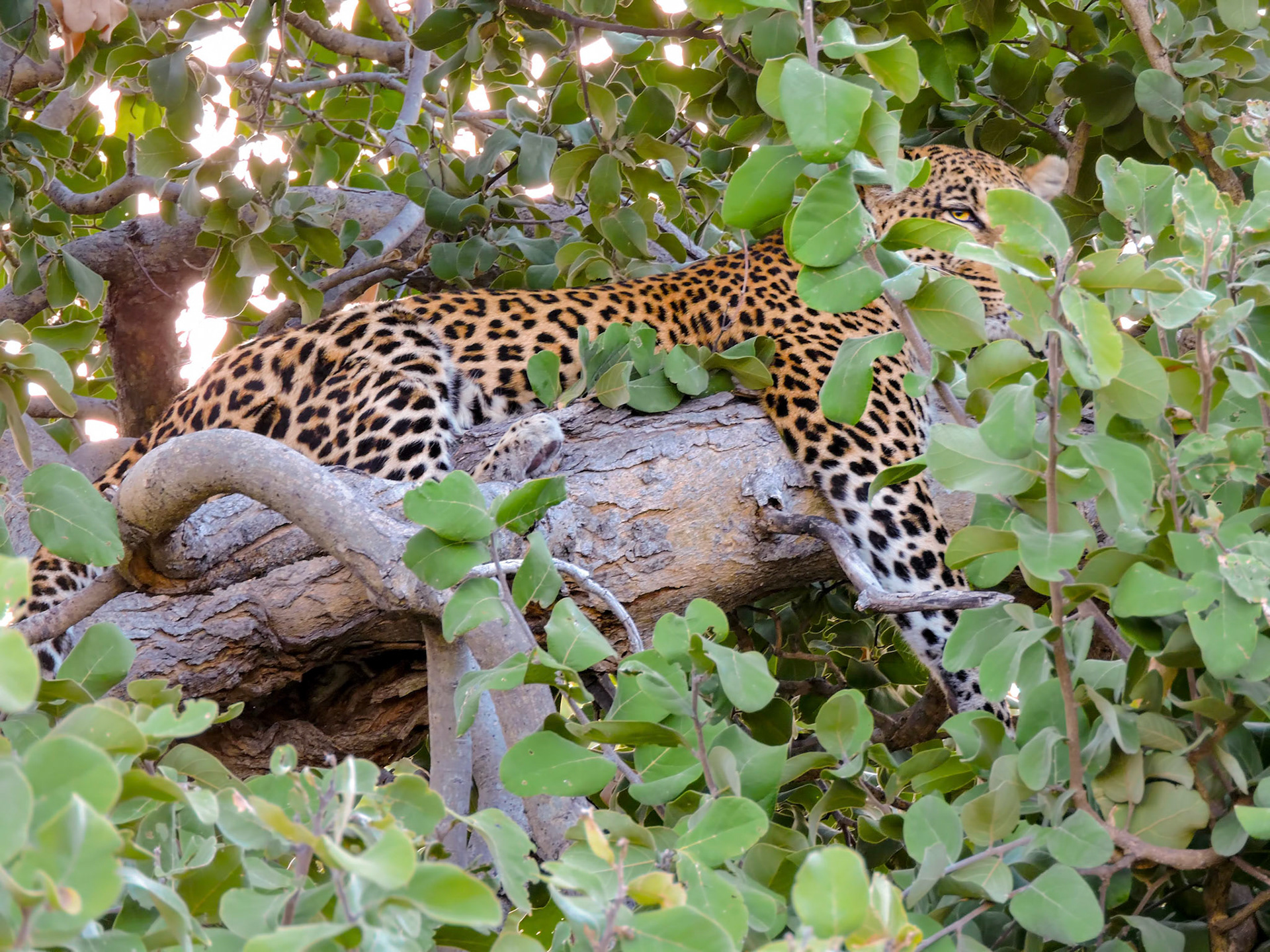 An African leopard (Panthera pardus pardus) rests in a tree but keeping a watchful eye on the photographer at the Savuti Wilderness Safaris camp in Botswana, Africa.