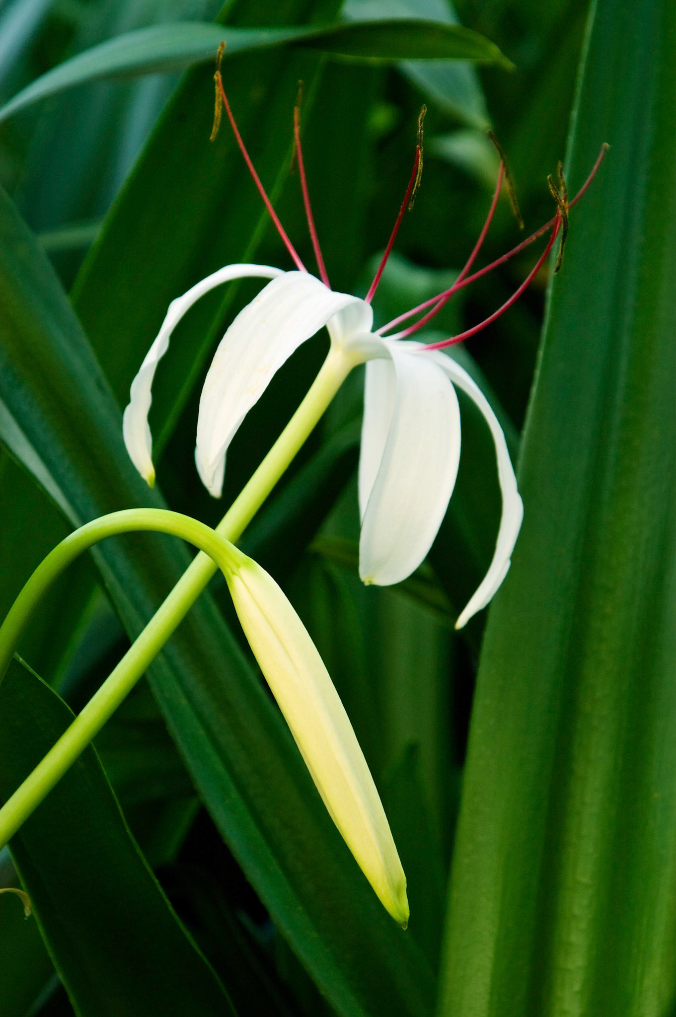 A swamp lily (Crinum americanum) blooms at the San Antonio Botanical Garden in San Antonio Texas.