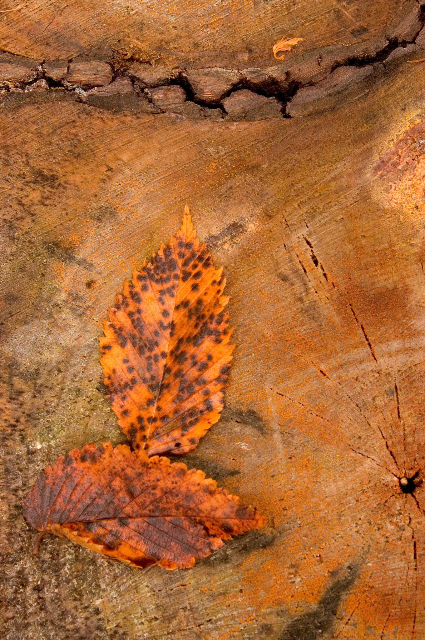 Two fallen leaves laying on a stump in the Caldwell Carver Conservation Area in Ottawa, Ontario, Canada.
