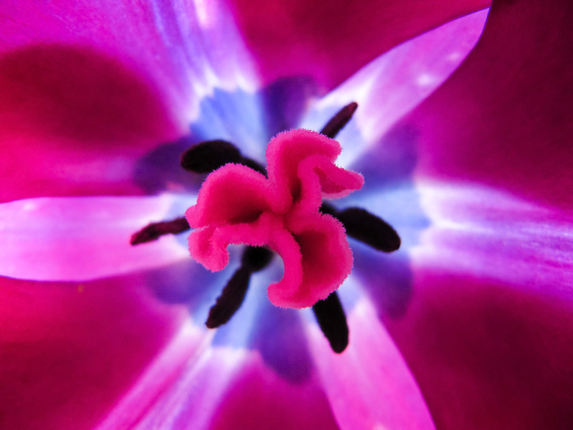 The interior of a tulip in full bloom at RoozenGarde in Mt. Veron Washington.