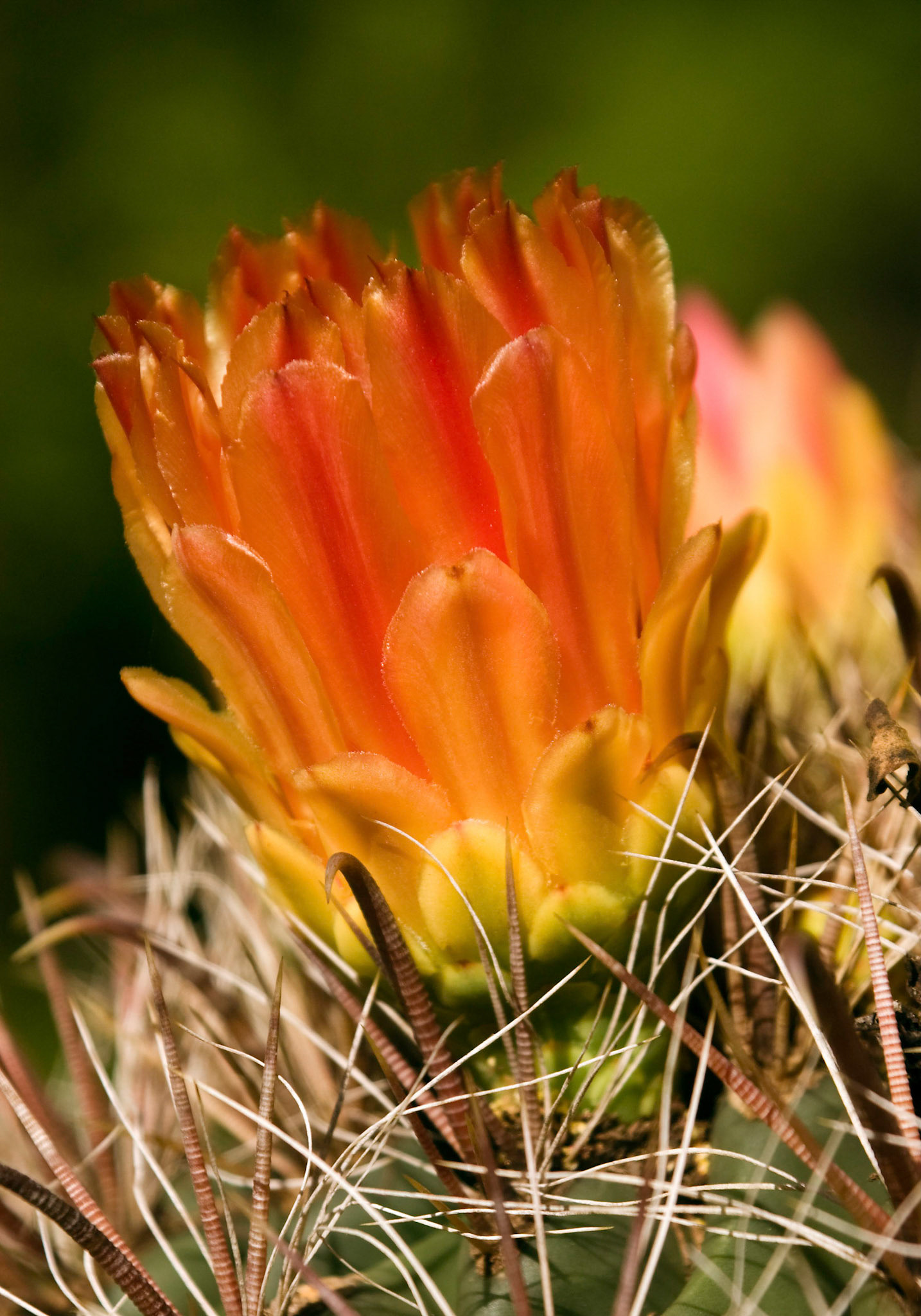 An Emory's barrel cactus (Ferocactus rectispinus) blooms at the San Antonio Botanical Garden in San Antonio Texas.