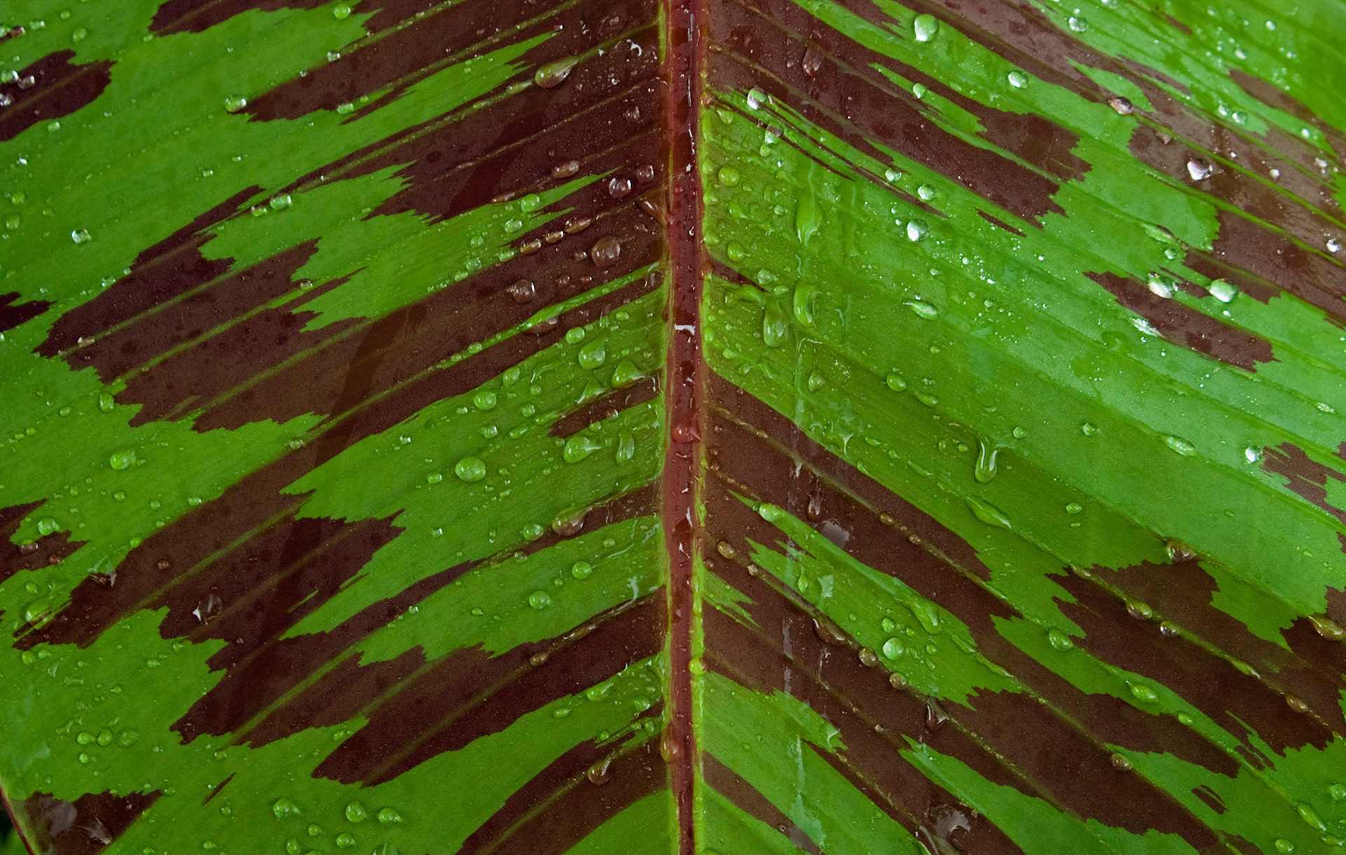 Closeup on a wet variegated blood banana leaf (Musa sumatrana) at the San Antonio Botanical Garden in San Antonio Texas.