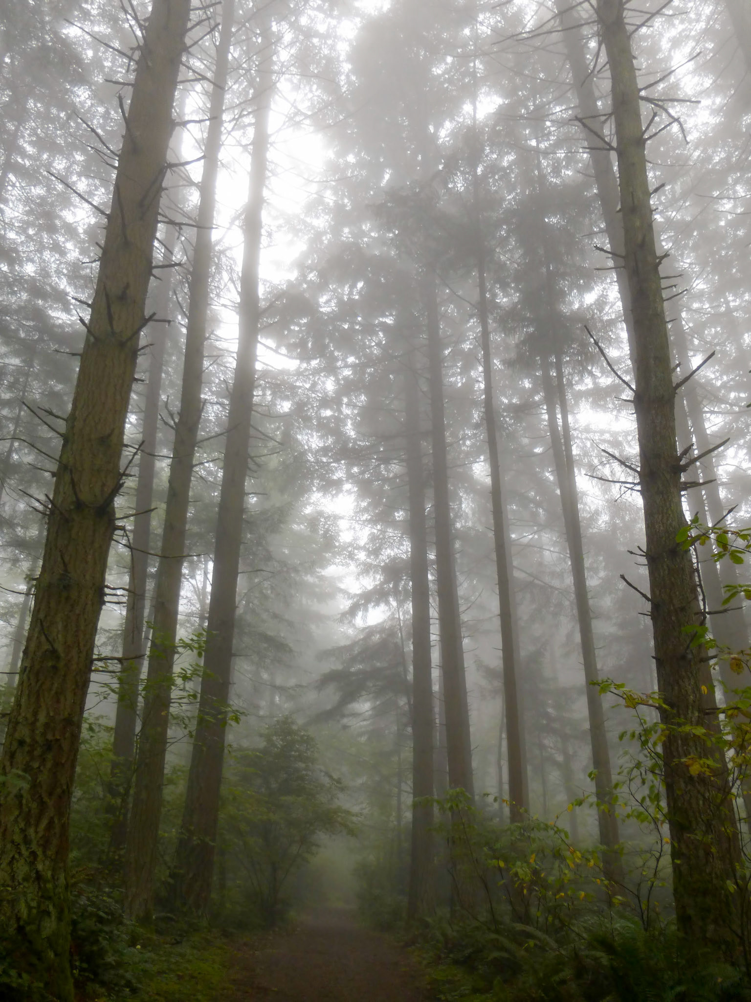Fog floats through the tall trees along the path at Bridle Trails State Park in Kirkland Washington.