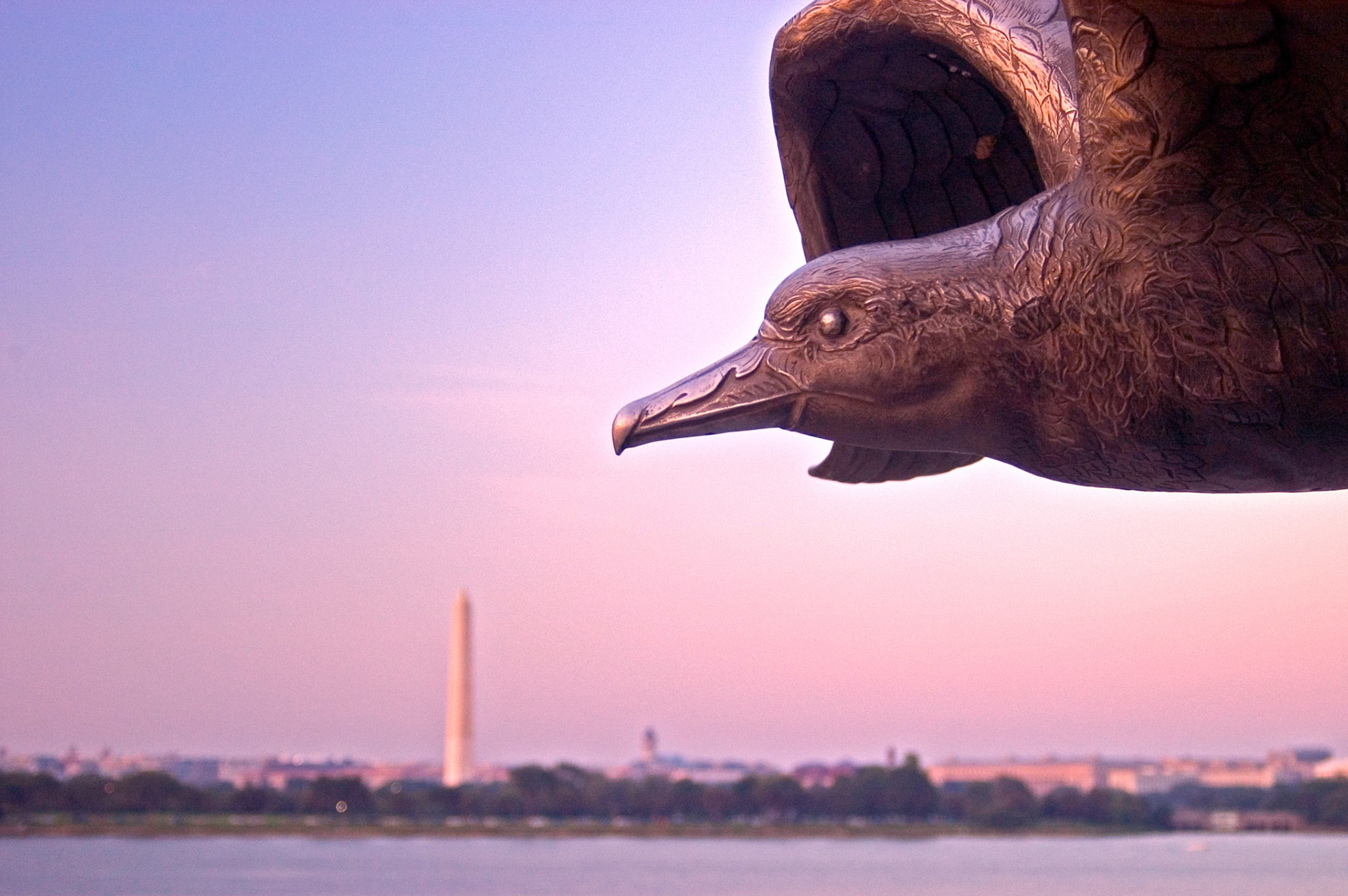 Seagull closeup from the Navy -  Merchant Marine Memorial with the Washington Monument in the background across the Potomac River. The memorial is in the Lady Bird Johnson Park along the George Washington Memorial Parkway in Washington DC.