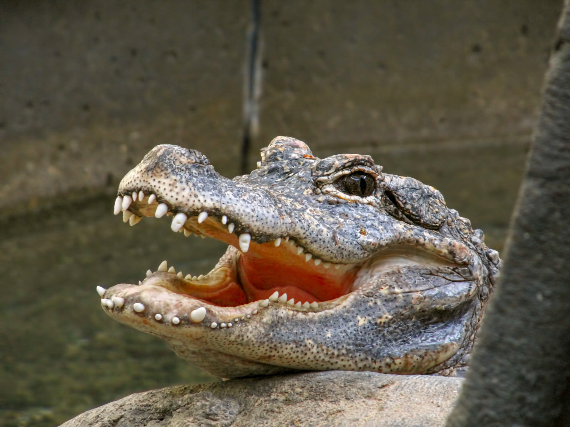 A Chinese alligator (Alligator sinensis) at the Cincinnati Zoo and Botanical Garden in Cincinnati Ohio.